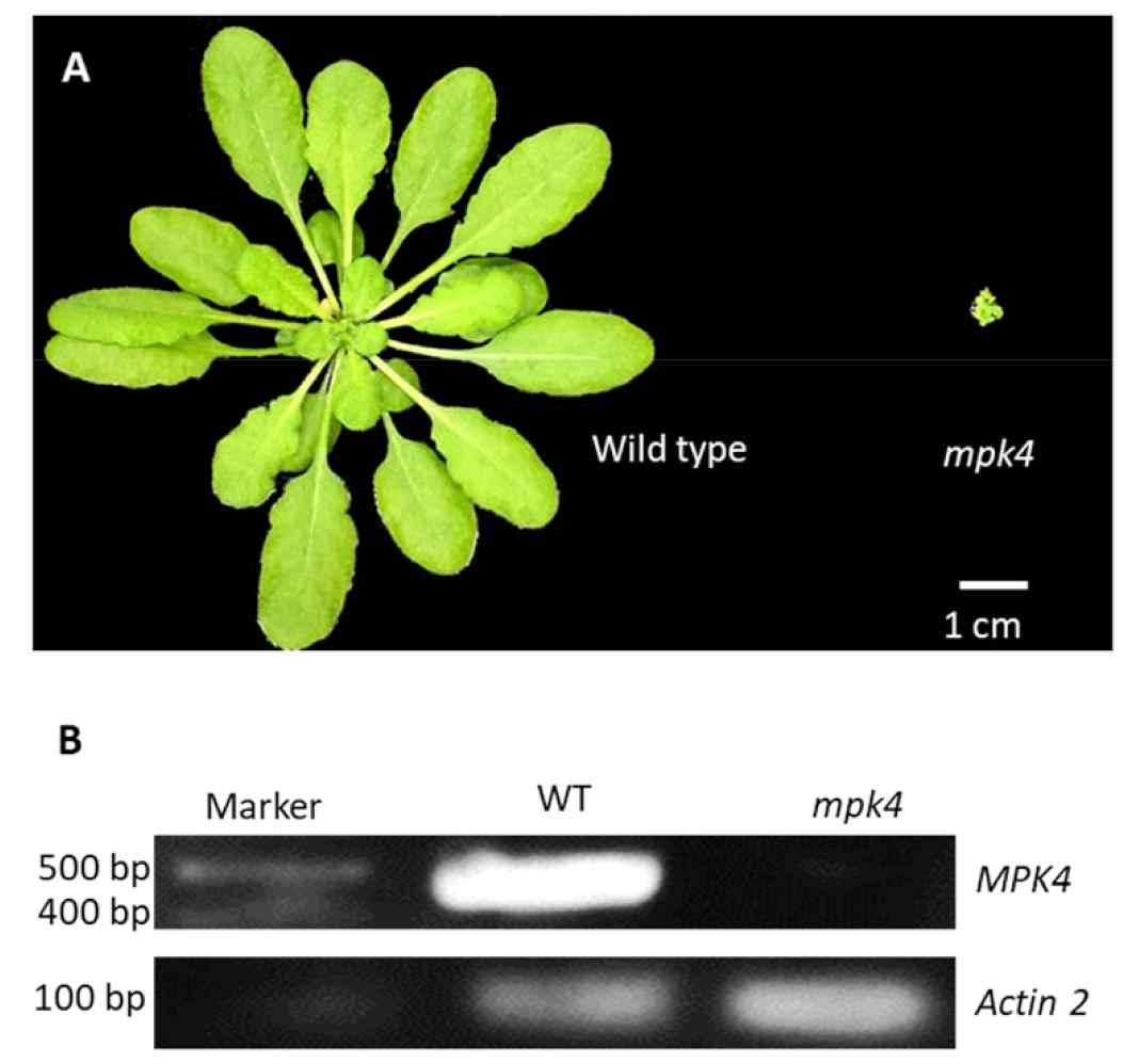 Ijms 23 00880 g001 Ijms 23 00880 g001