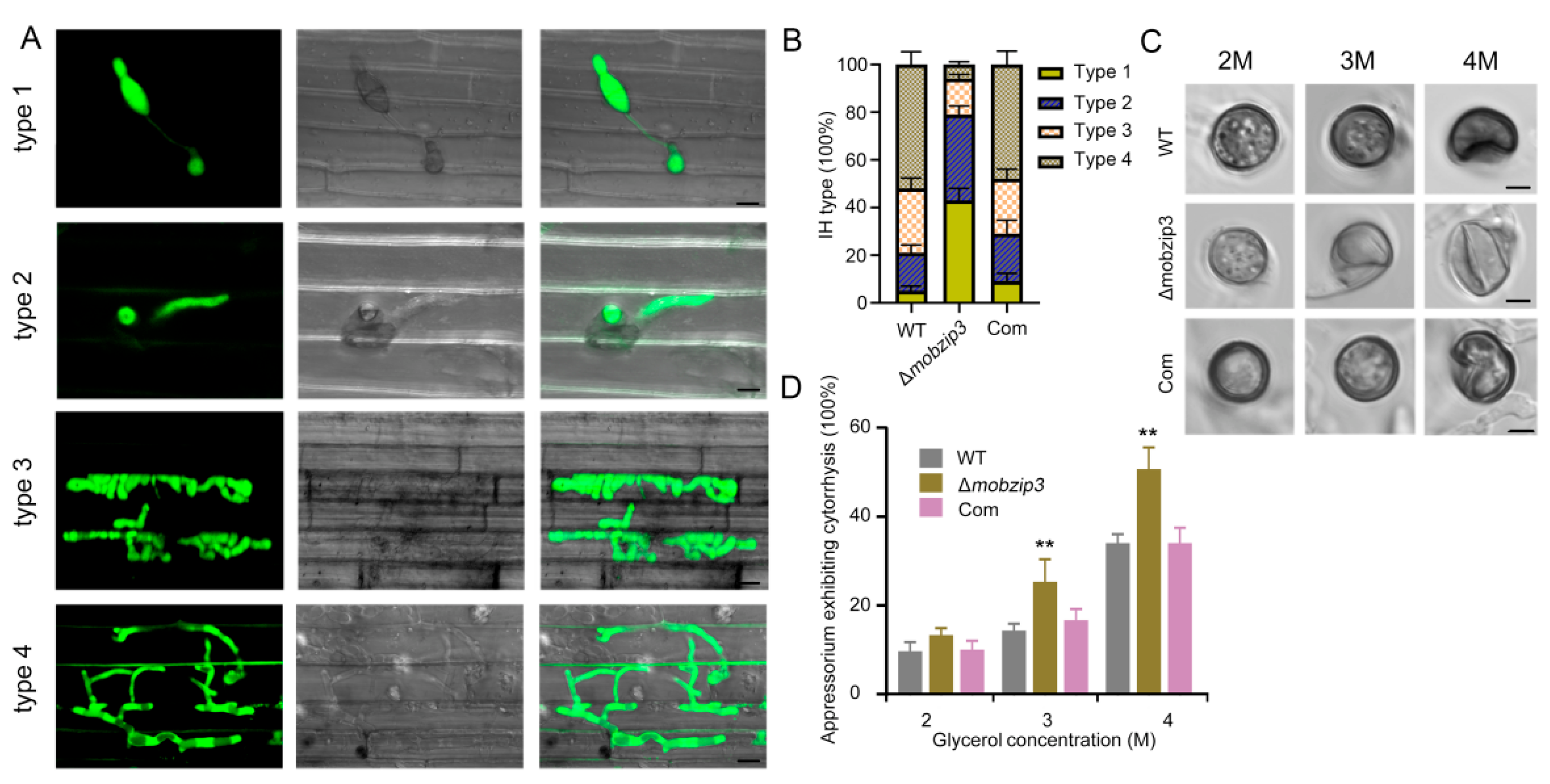 Ijms 23 00881 g003 550