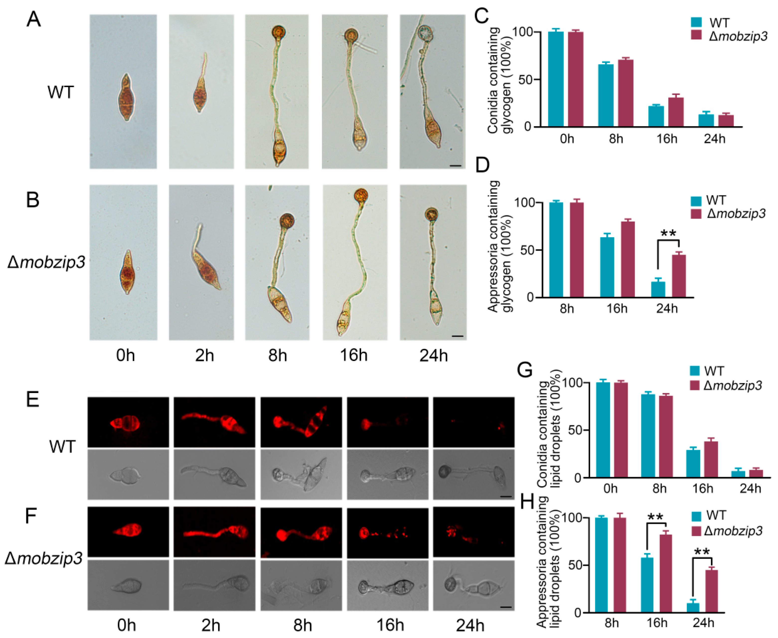 Ijms 23 00881 g004 550