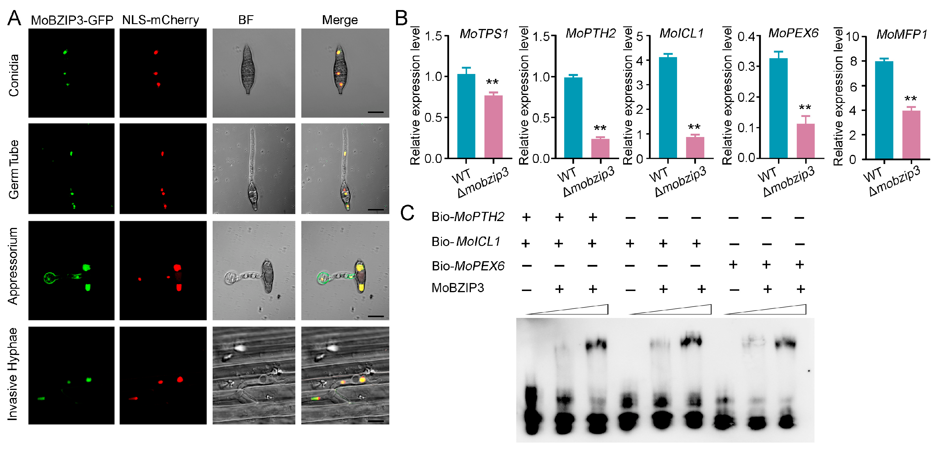 Ijms 23 00881 g005 550