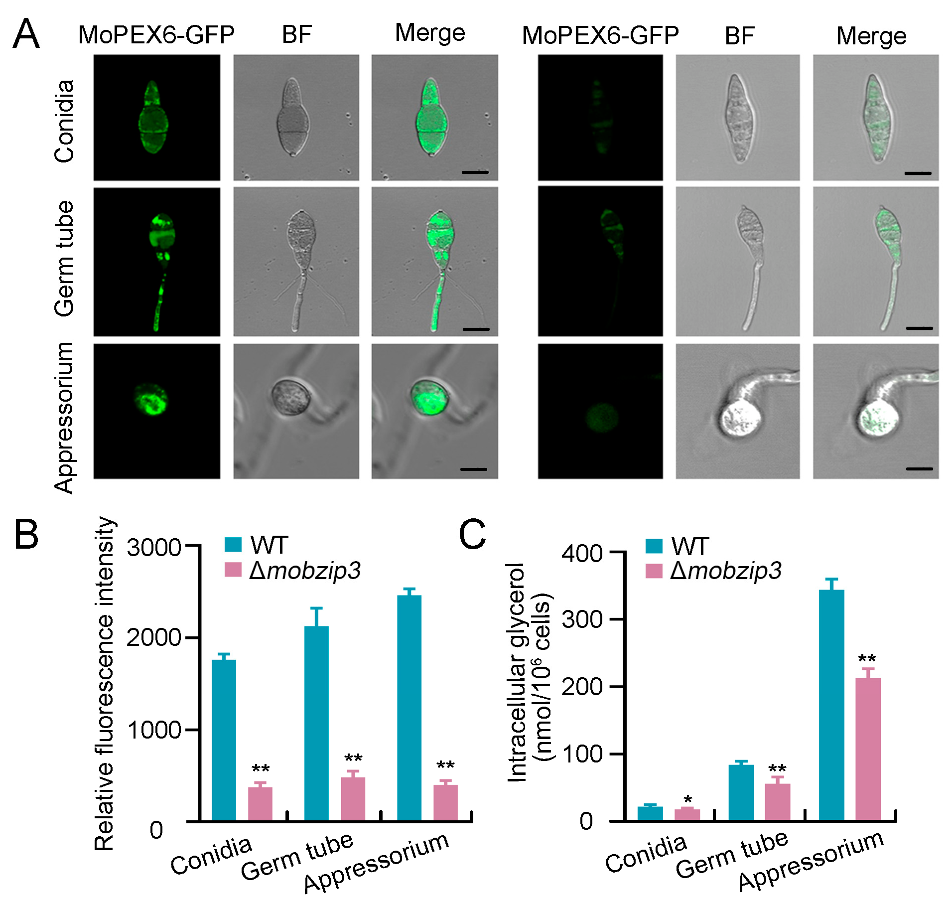 Ijms 23 00881 g006 550