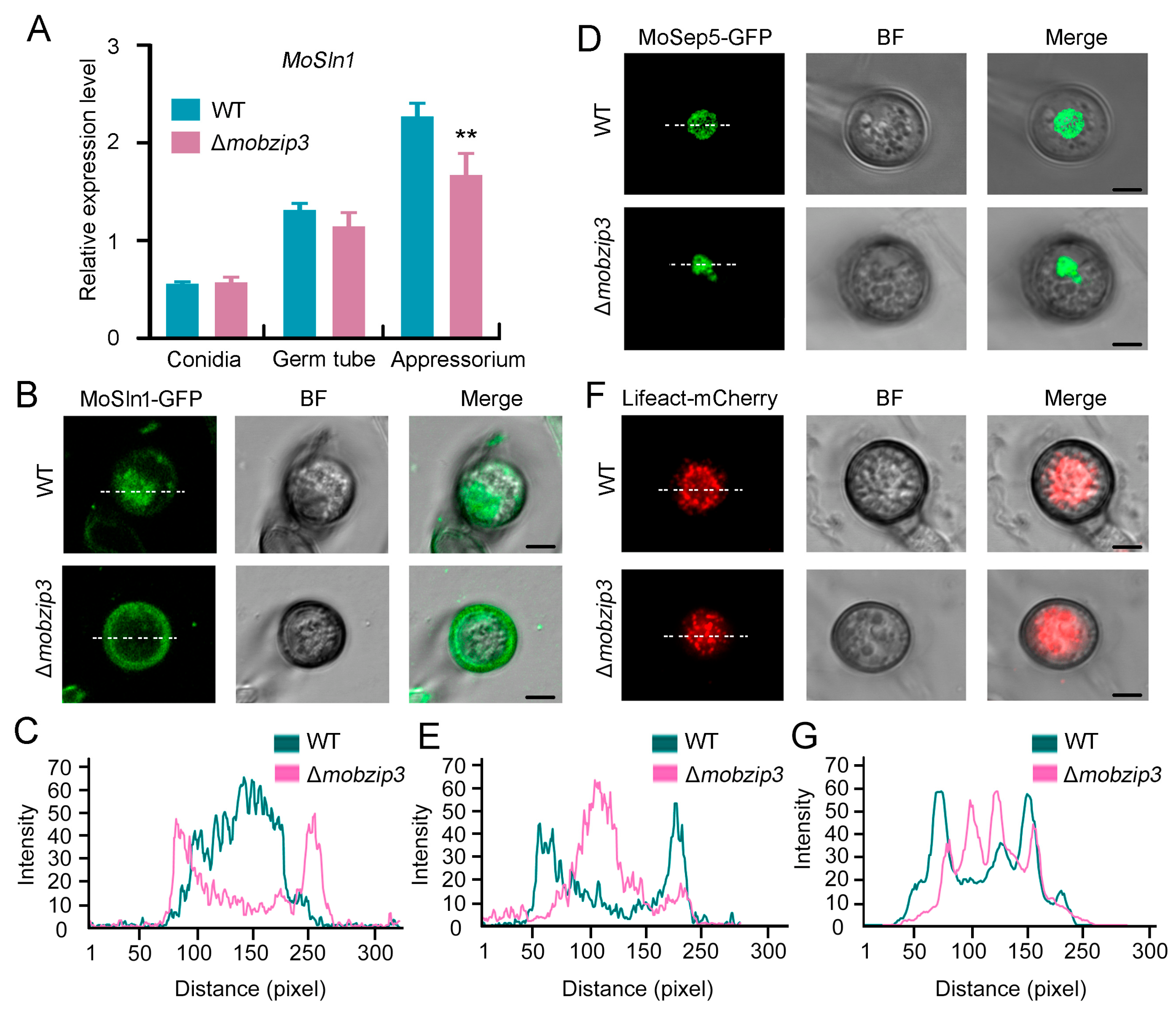 Ijms 23 00881 g007 550