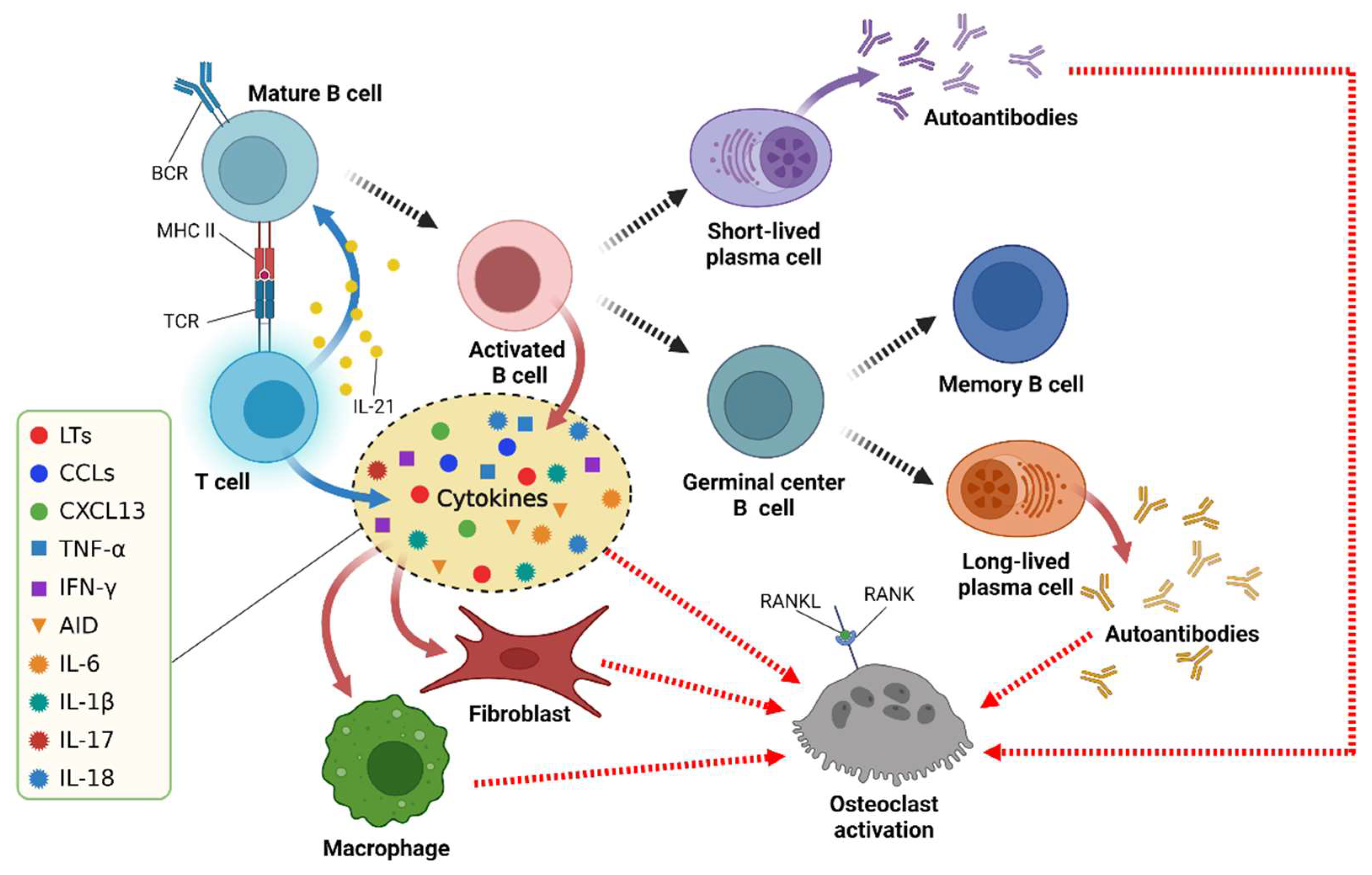 Pathogenesis, immunology, and immune‐targeted management of the