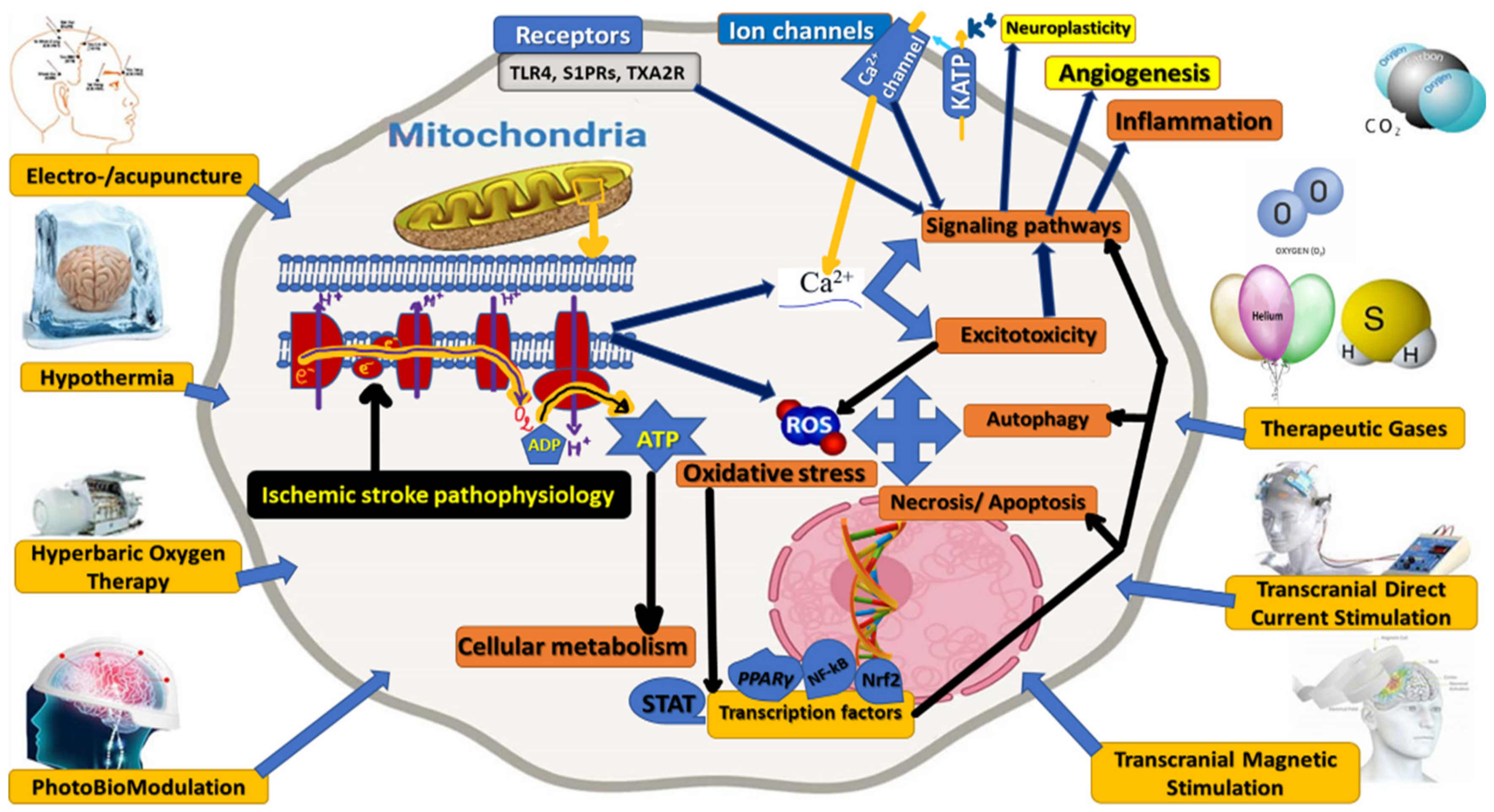 Ijms 23 00907 g003 Ijms 23 00907 g003