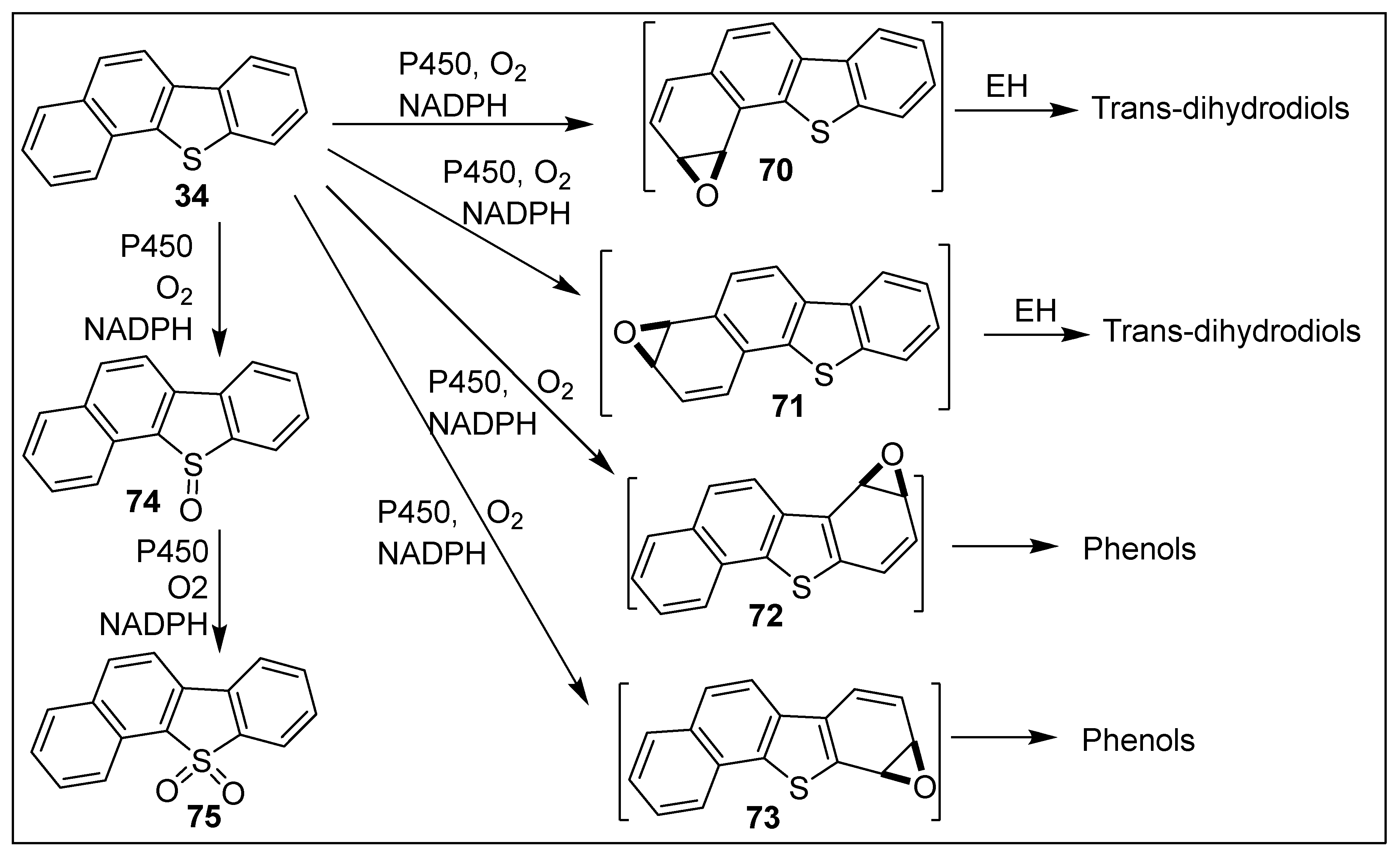 Ijms 23 00909 sch014