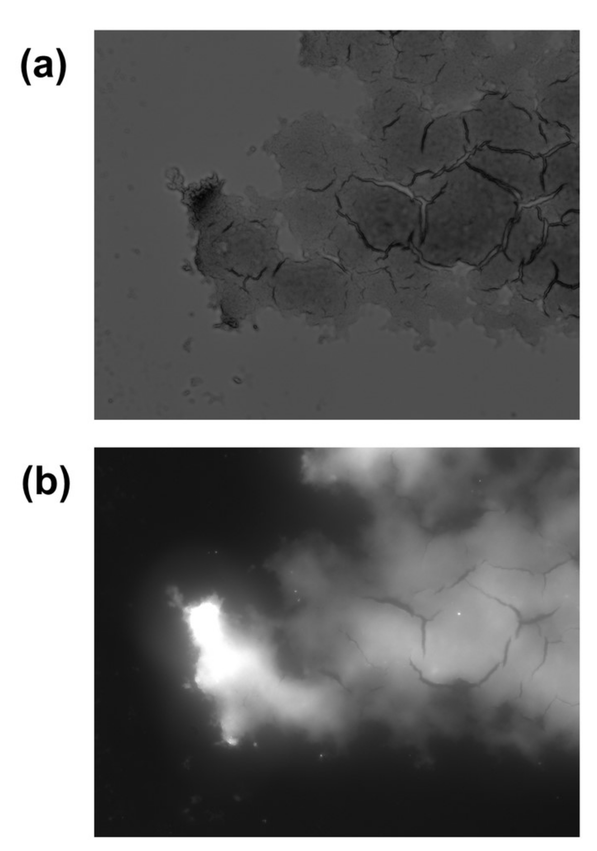 Ijms 23 00932 g009 550