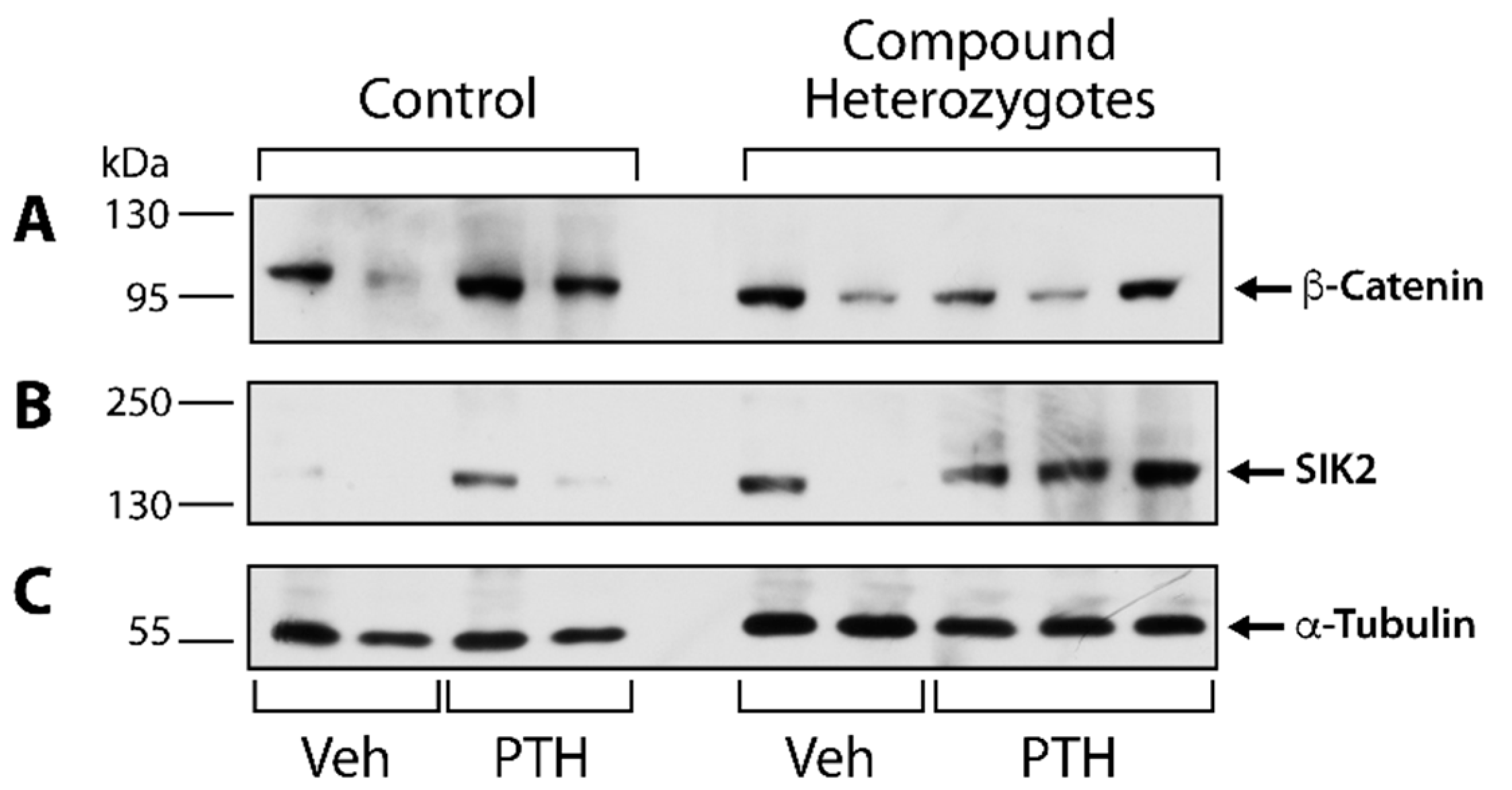 Ijms 23 00940 g006 550