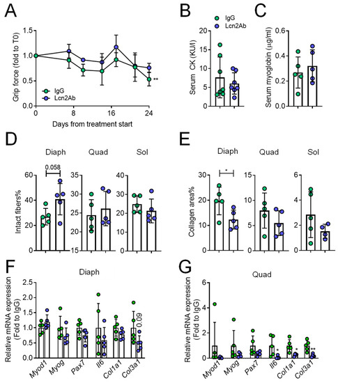 Lipocalin 2 Influences Bone and Muscle Phenotype in the MDX Mouse Model ...