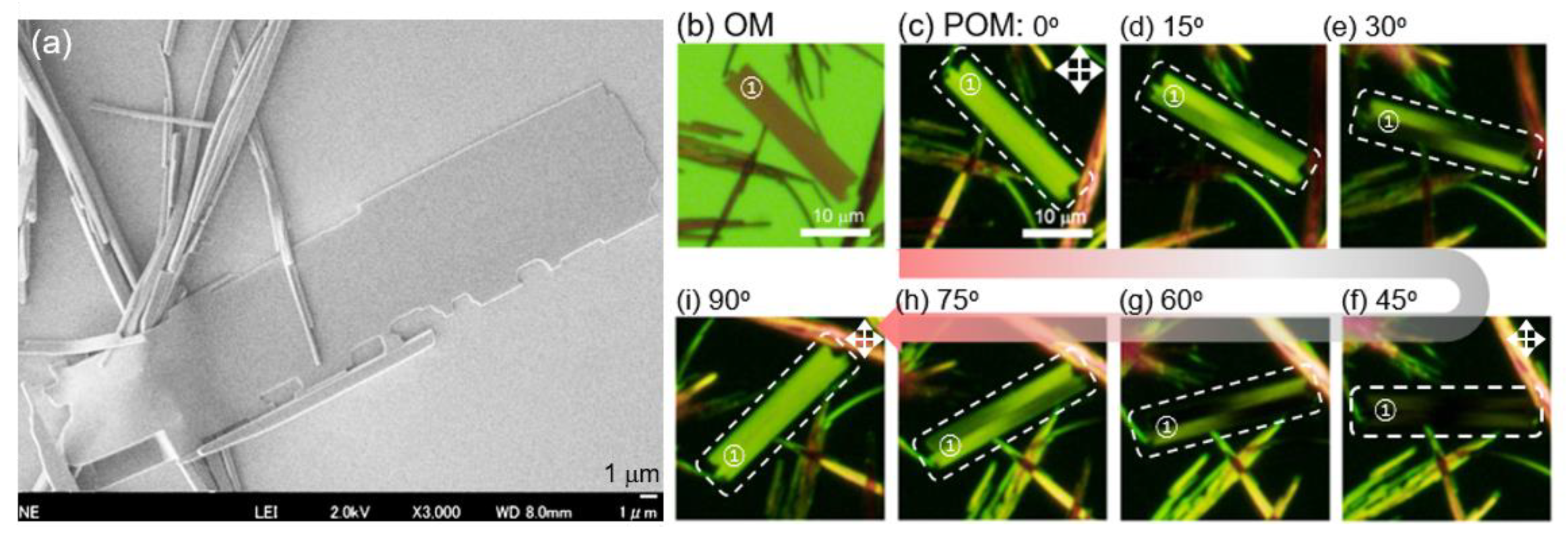 Ijms 23 00965 g006 550