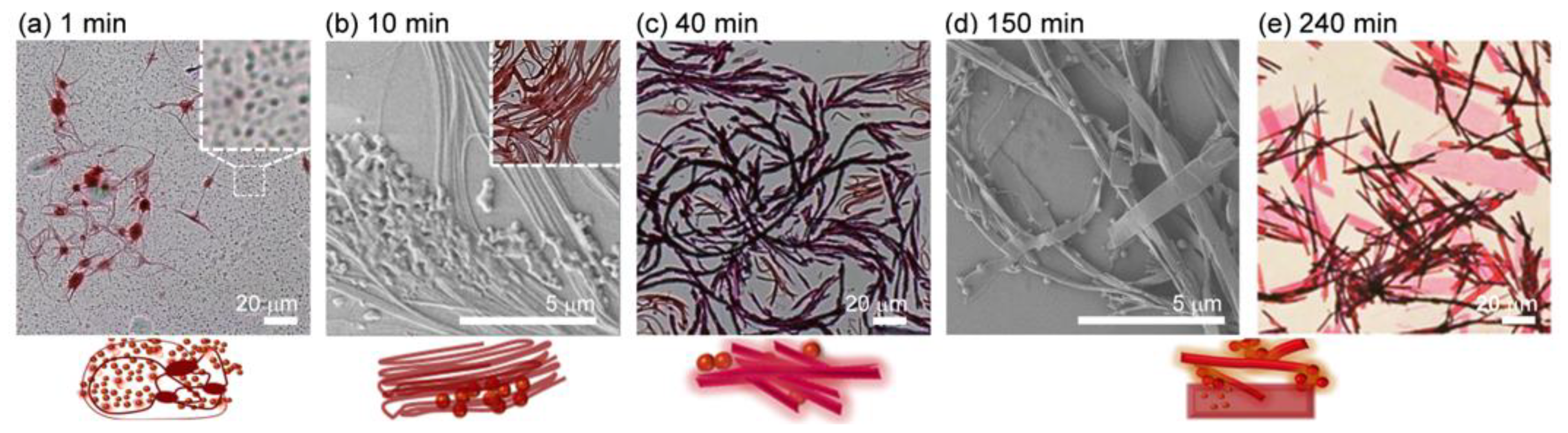 Ijms 23 00965 g007 550