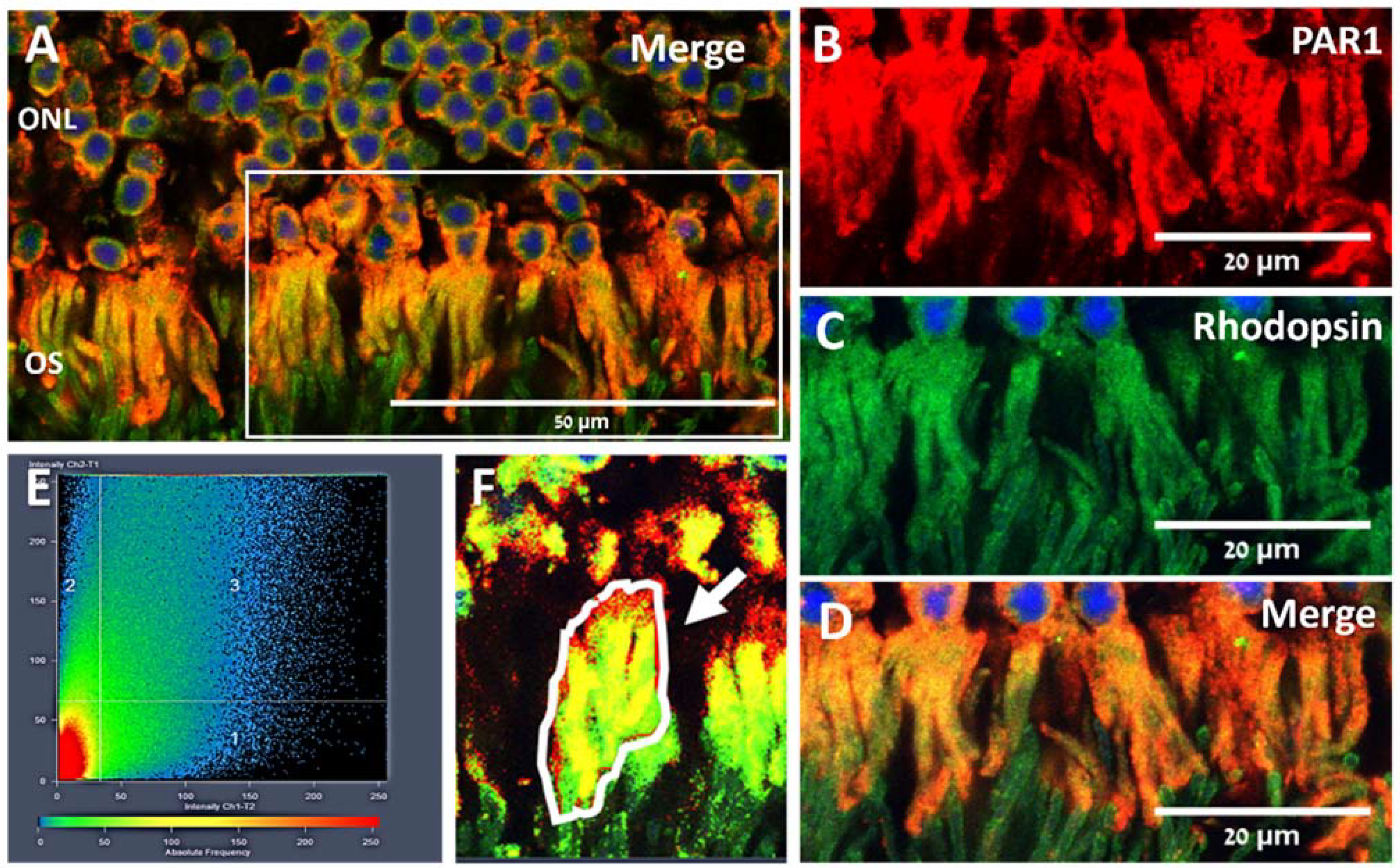 Ijms 23 00984 g002 Ijms 23 00984 g002
