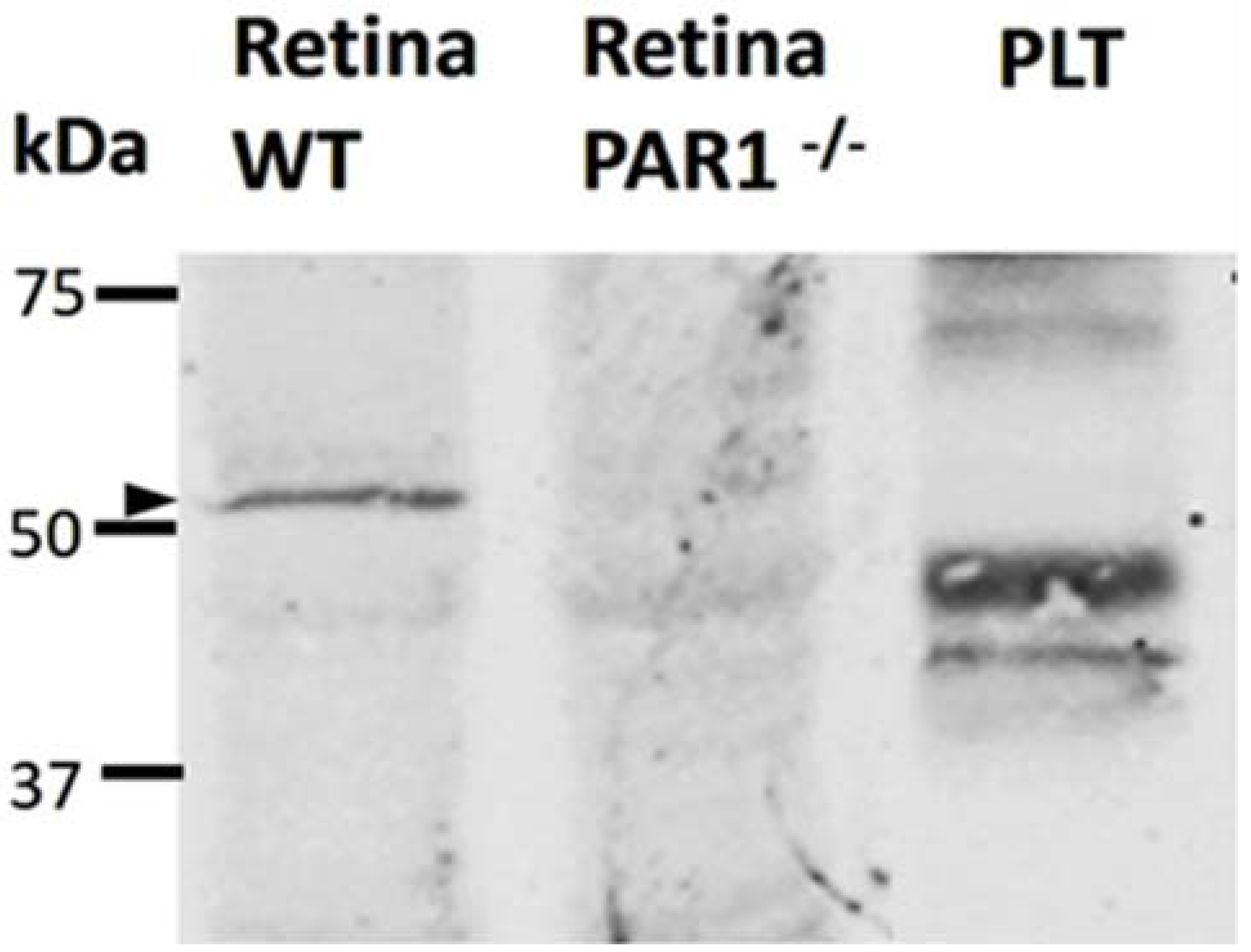 Ijms 23 00984 g004 Ijms 23 00984 g004