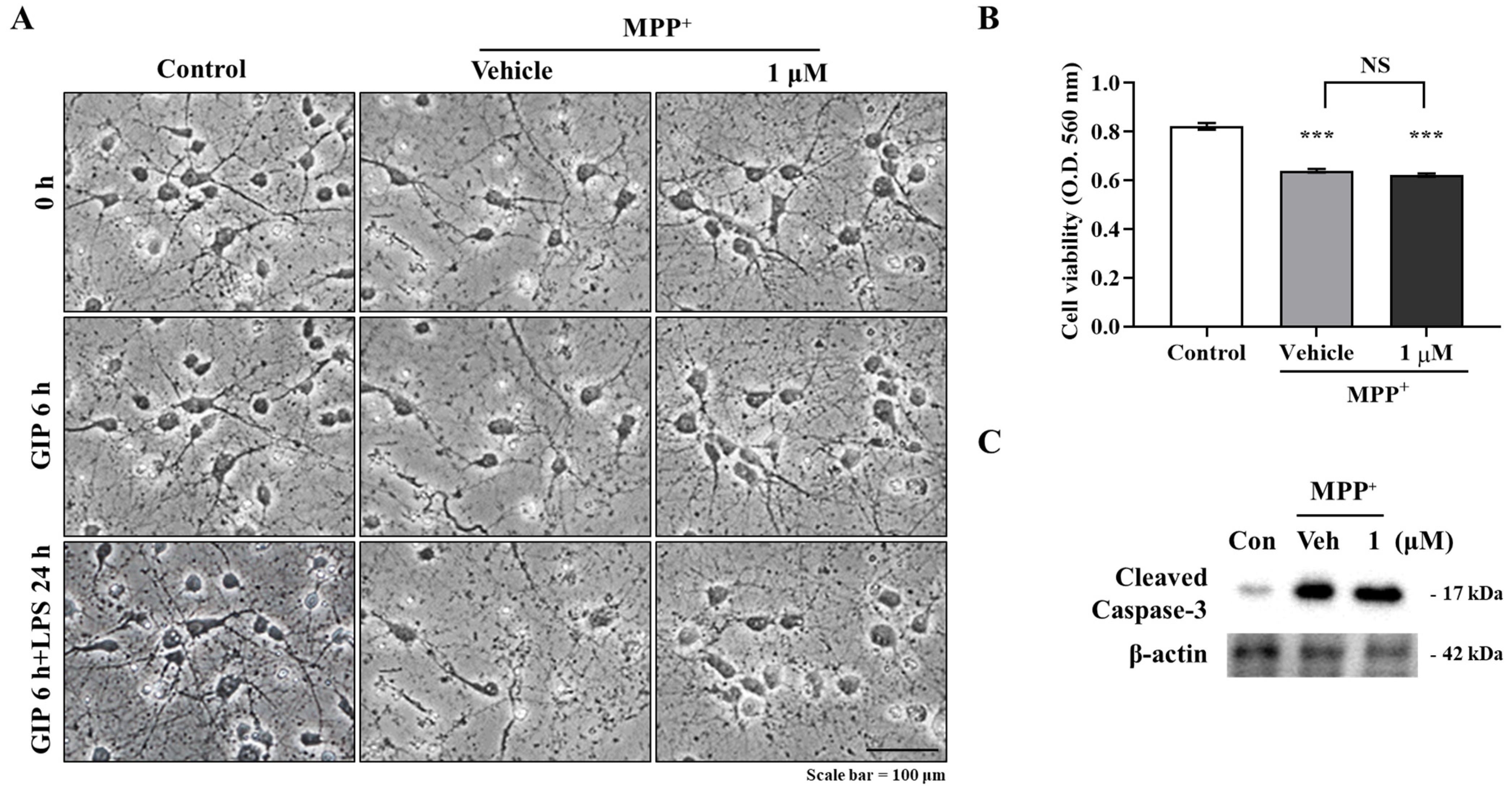 Ijms 23 00998 g003 550