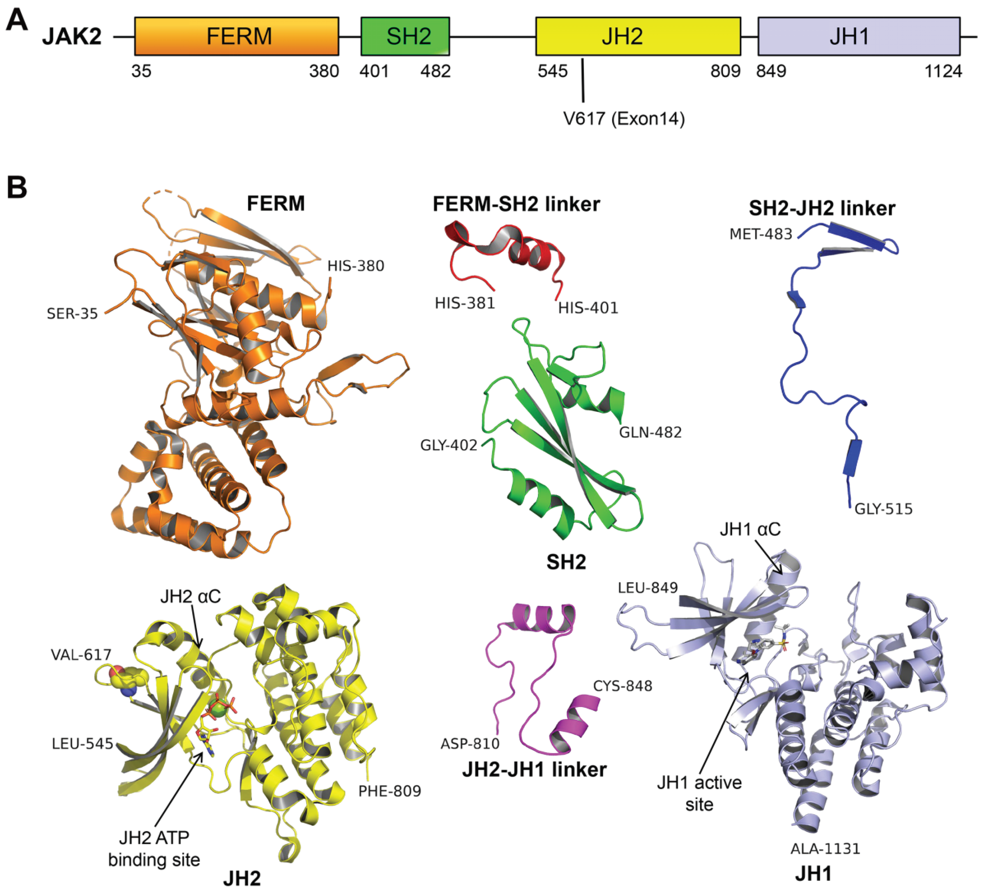 Insights into the Potential Mechanisms of JAK2V617F Somatic