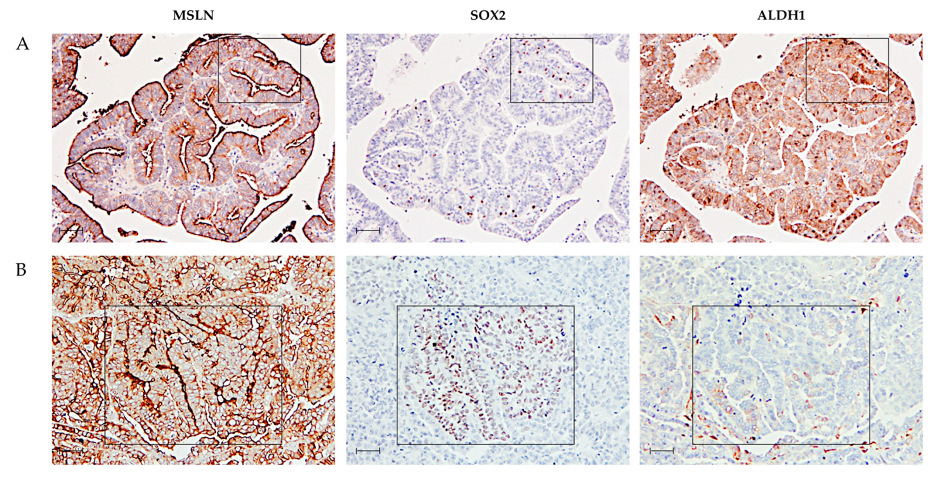 Ijms 23 01016 g003 Ijms 23 01016 g003