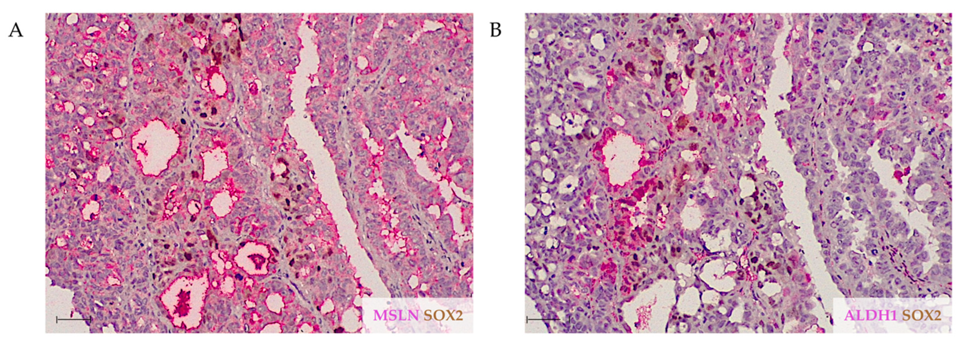 Ijms 23 01016 g004 Ijms 23 01016 g004