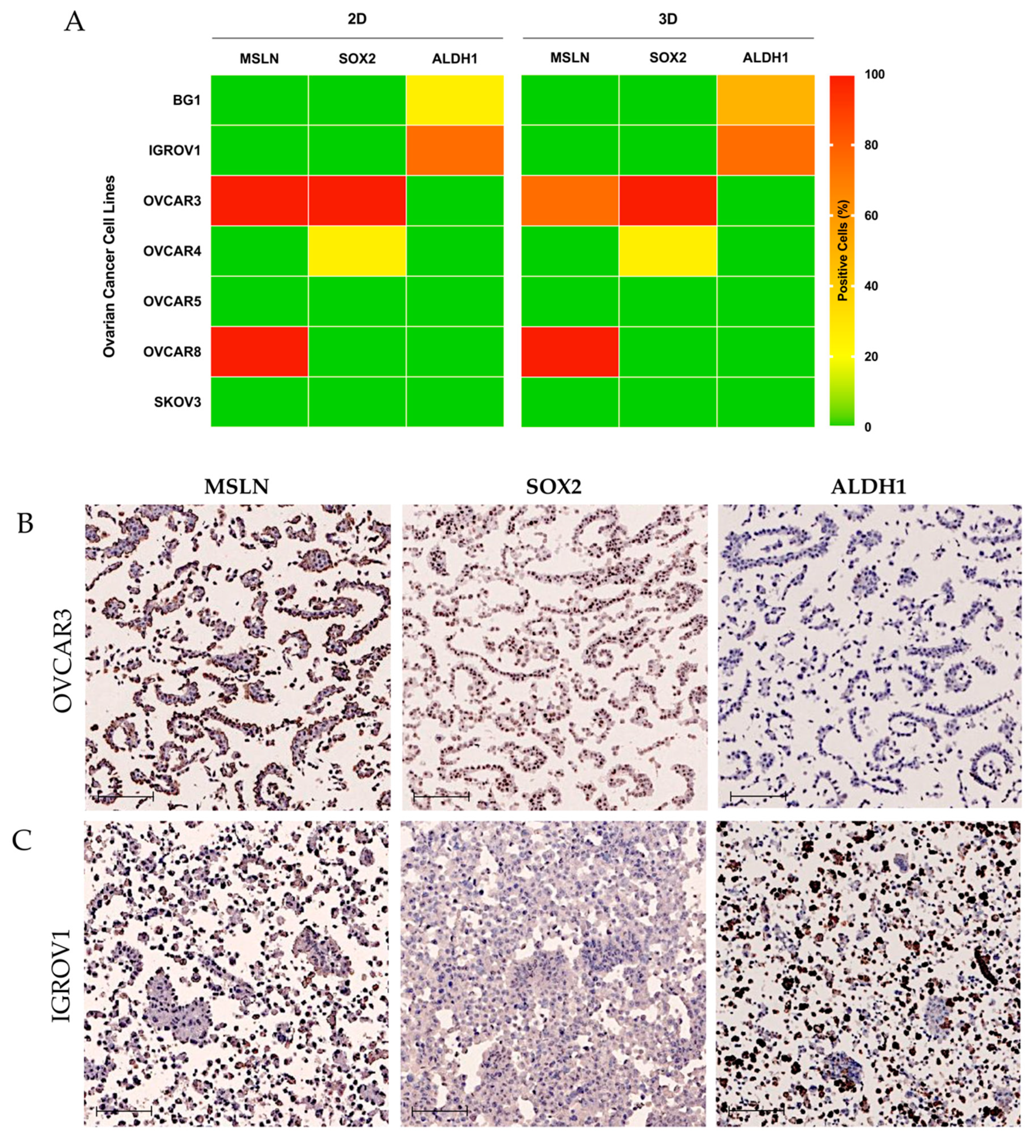 Ijms 23 01016 g005 Ijms 23 01016 g005