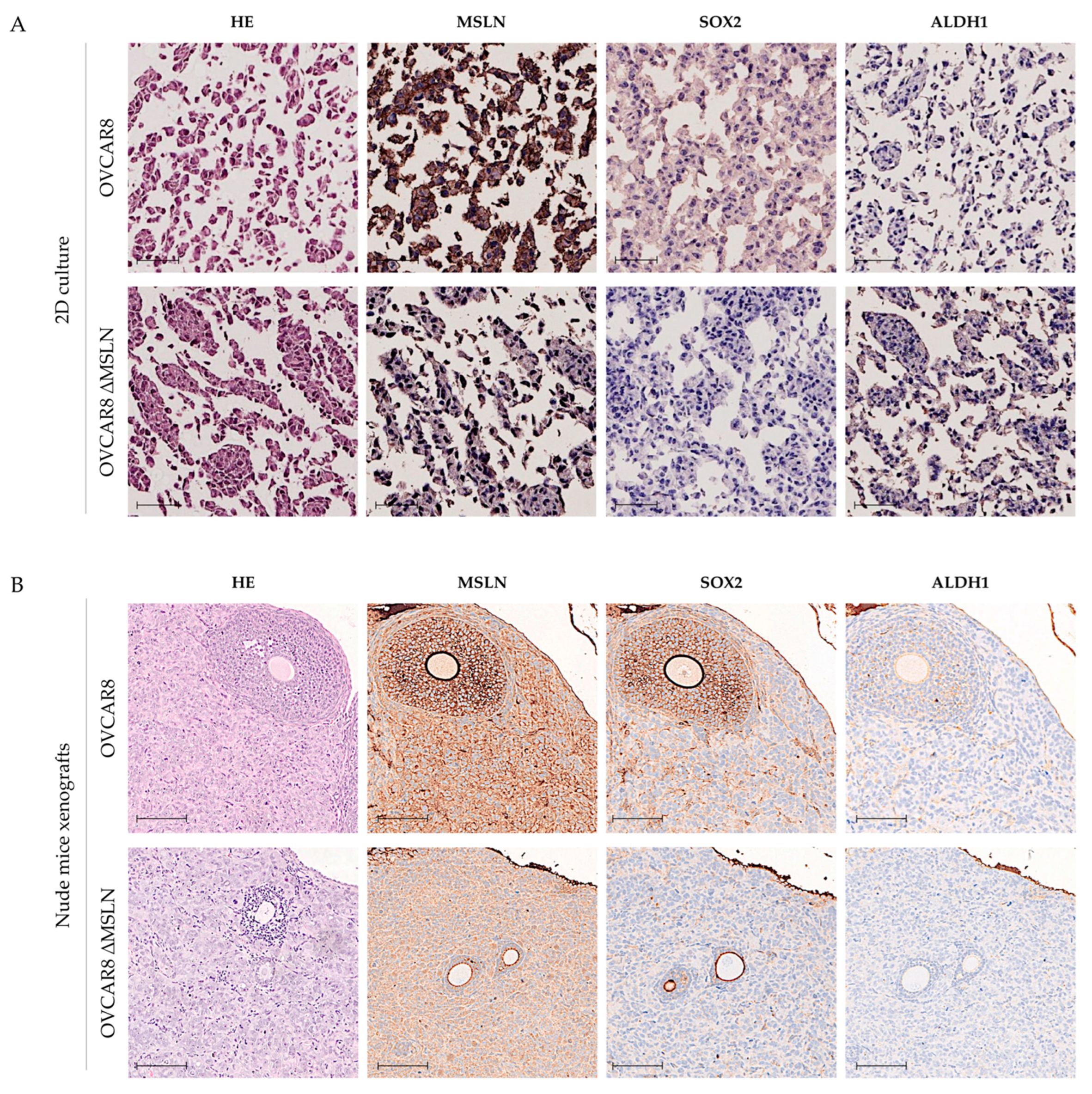 Ijms 23 01016 g006 Ijms 23 01016 g006