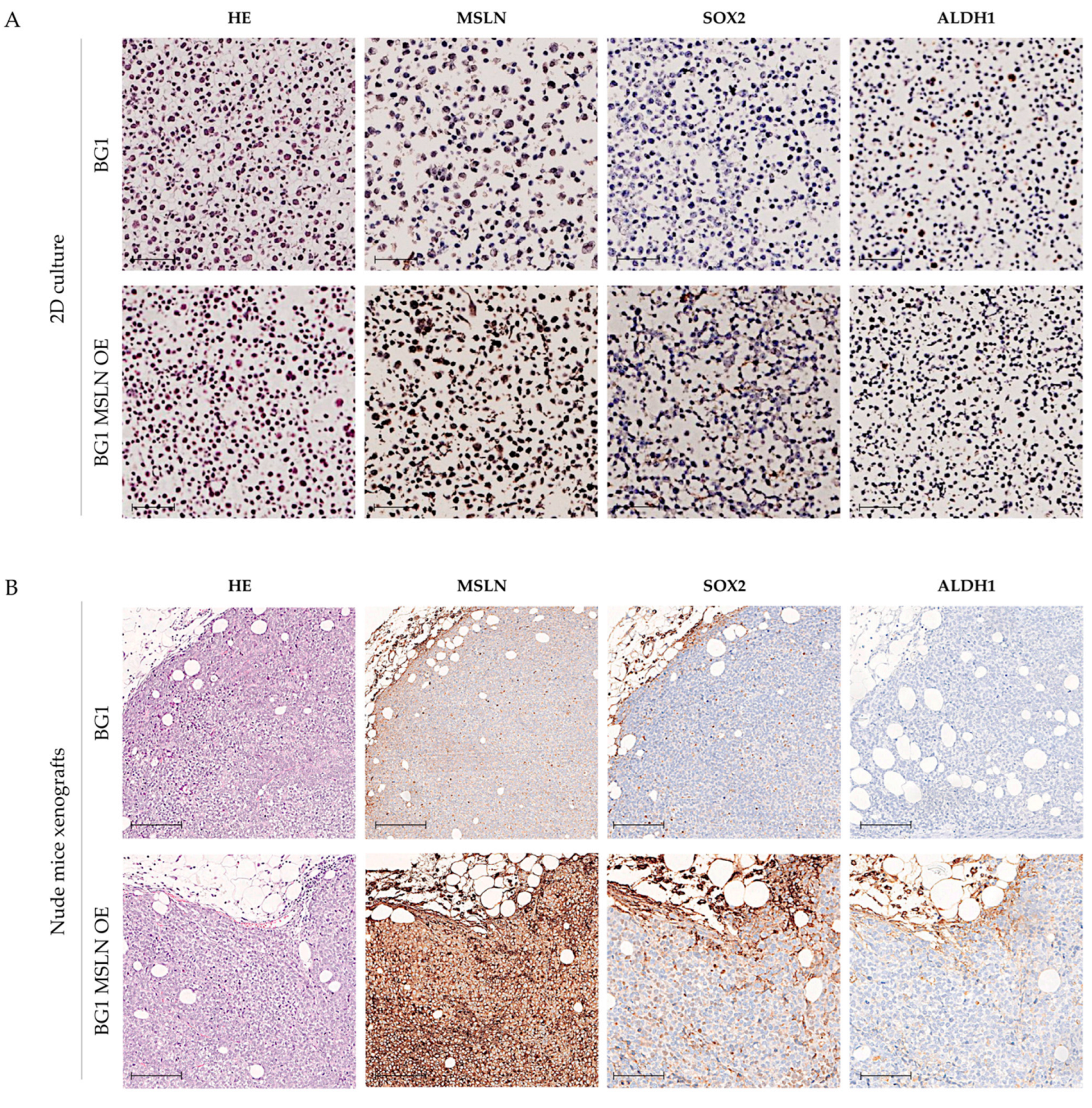 Ijms 23 01016 g007 Ijms 23 01016 g007