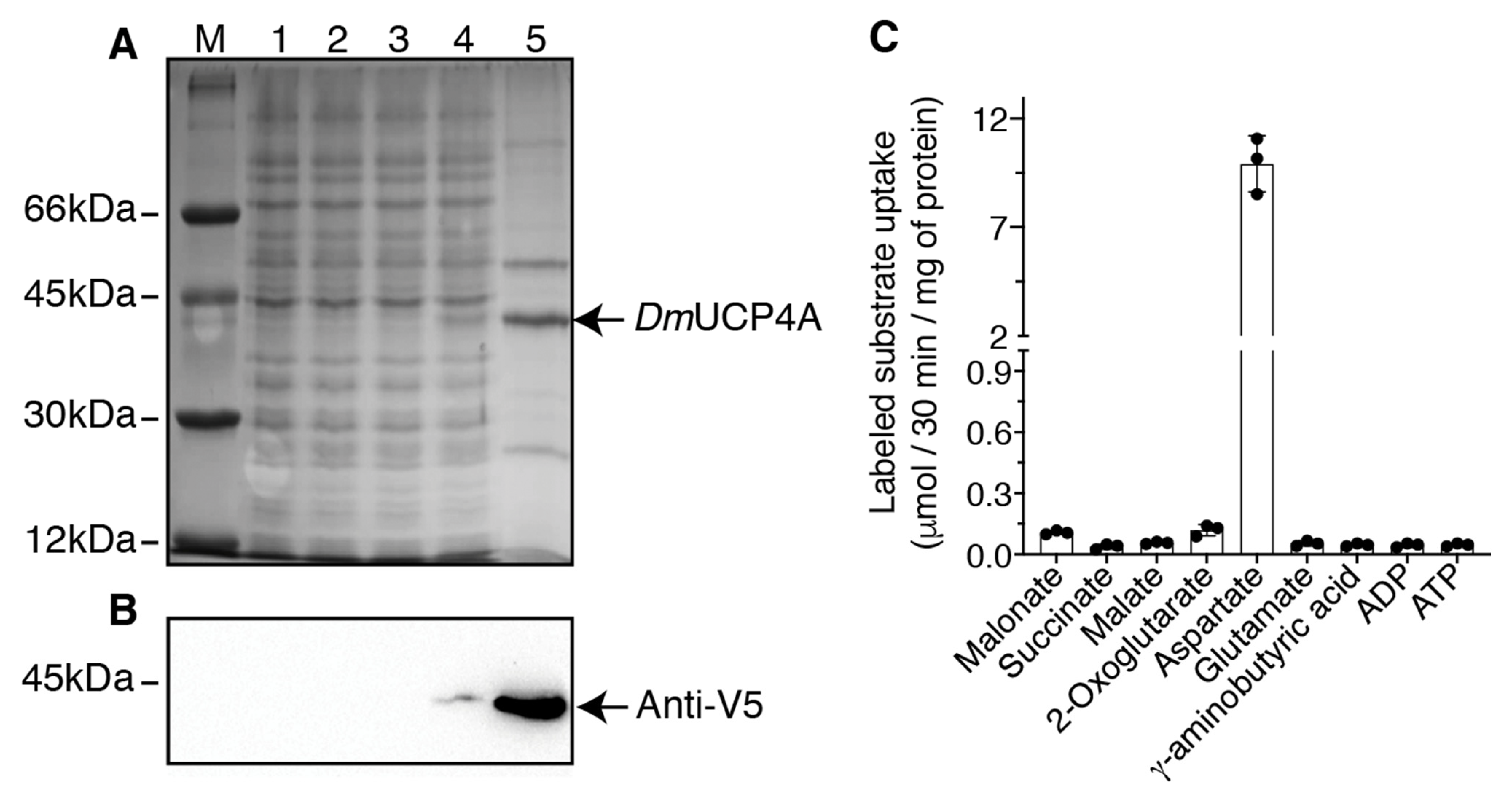 Ijms 23 01020 g001 Ijms 23 01020 g001