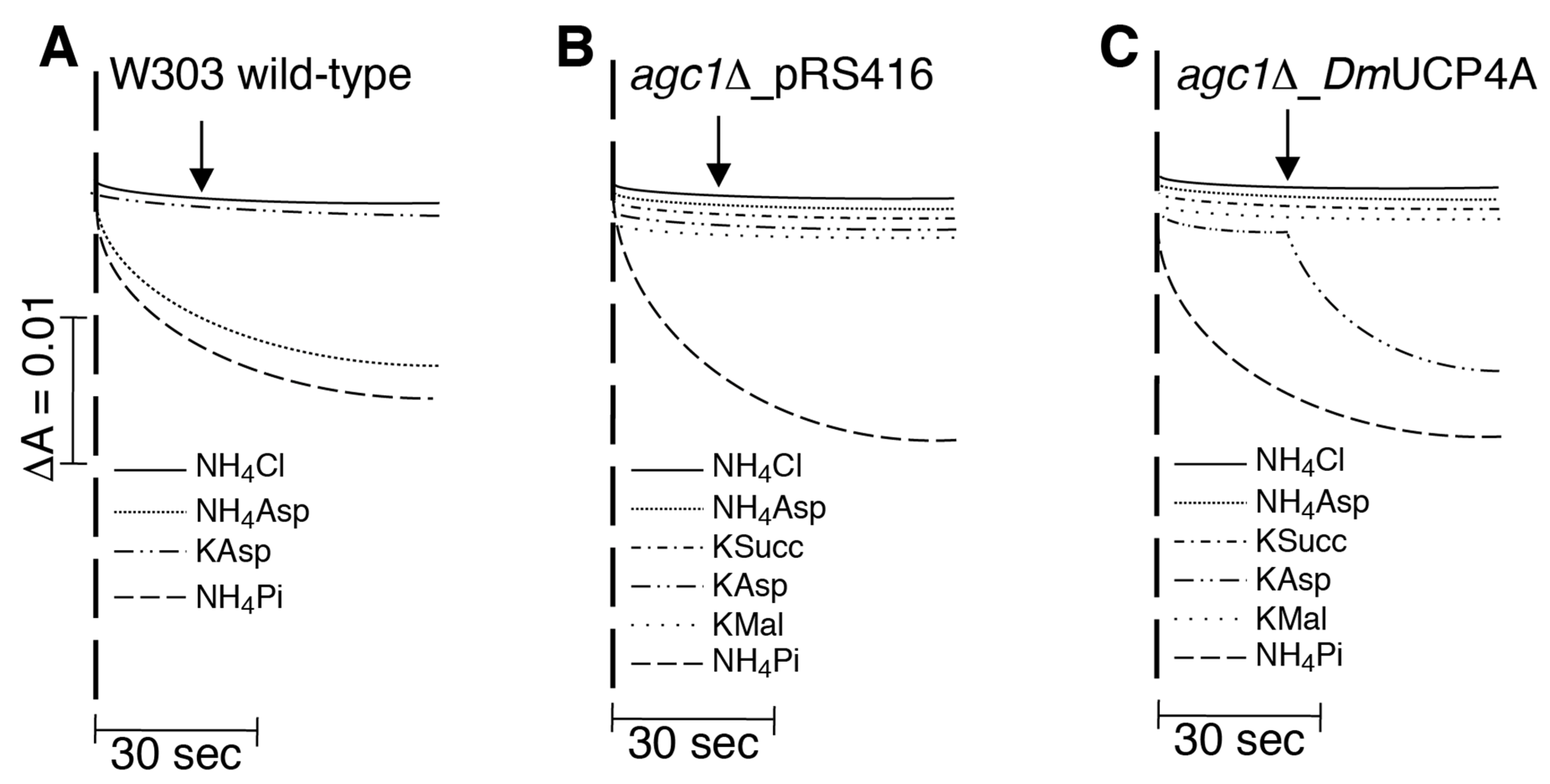 Ijms 23 01020 g005 Ijms 23 01020 g005