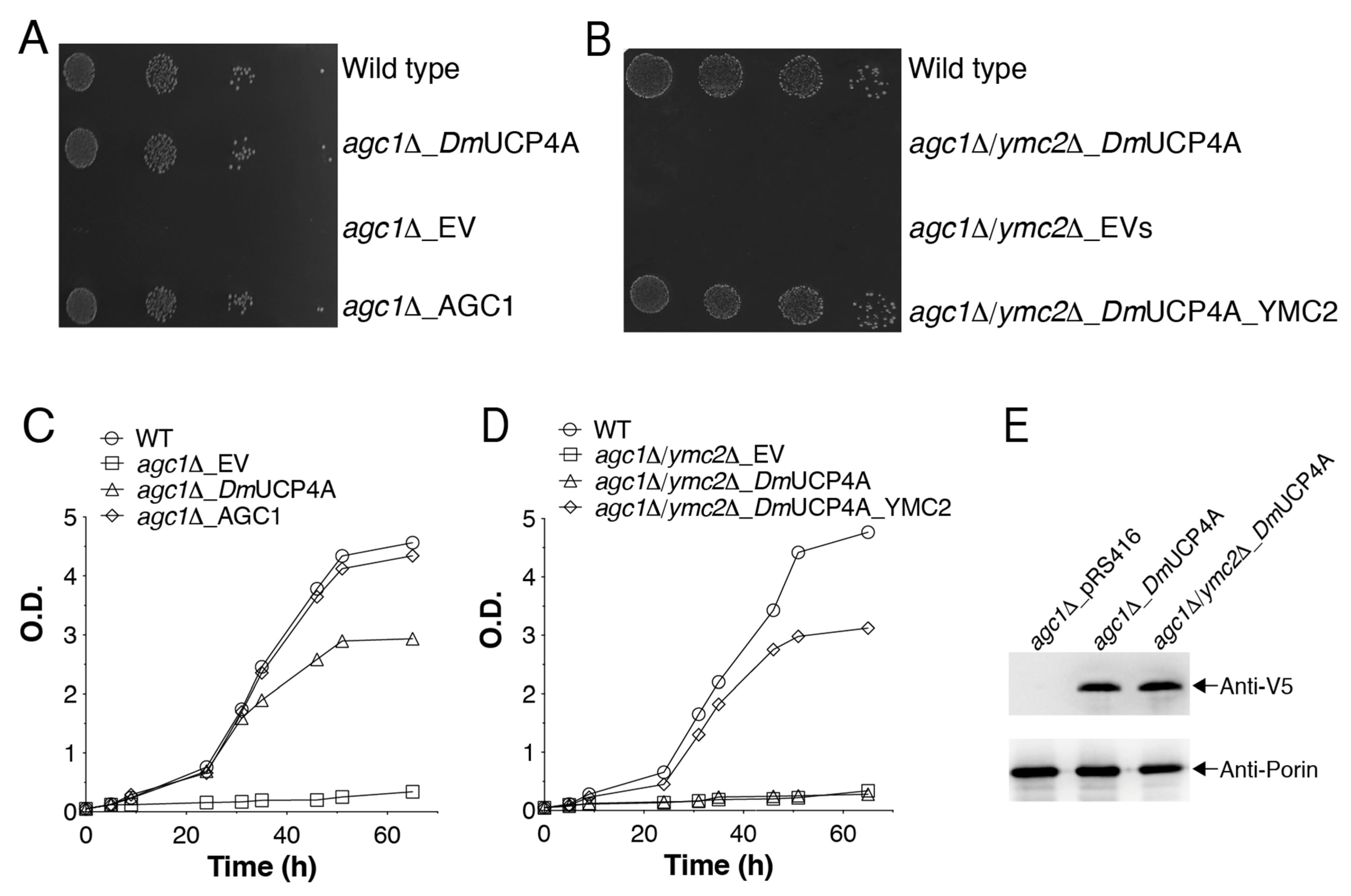 Ijms 23 01020 g006 Ijms 23 01020 g006