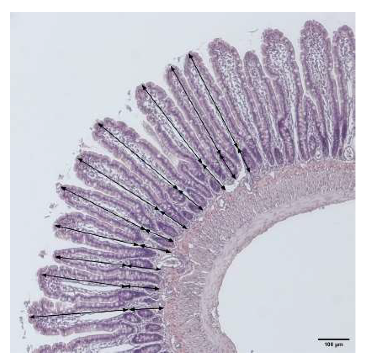 Ijms 23 01021 g008 Ijms 23 01021 g008