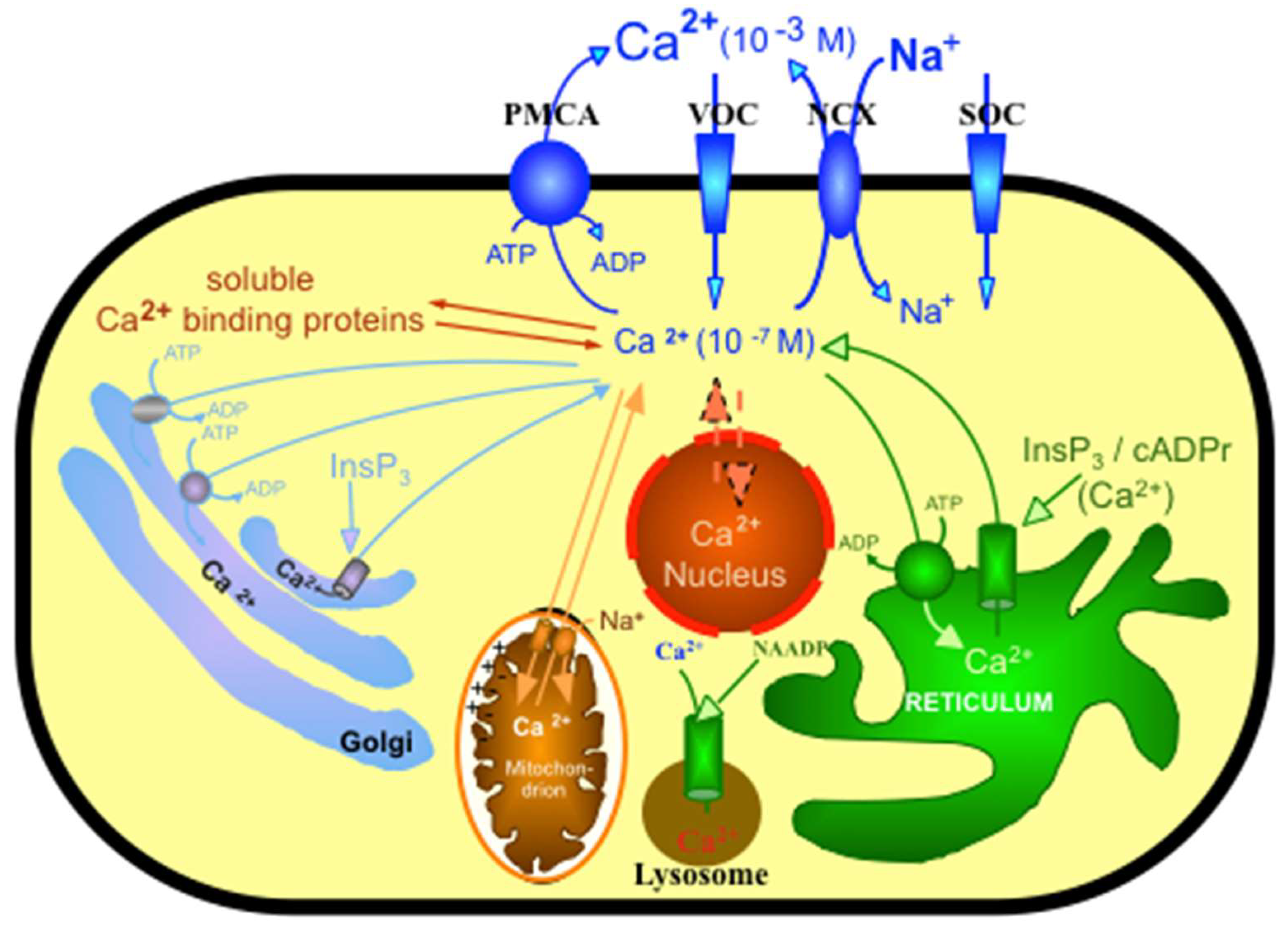Ijms 23 01027 g001 550