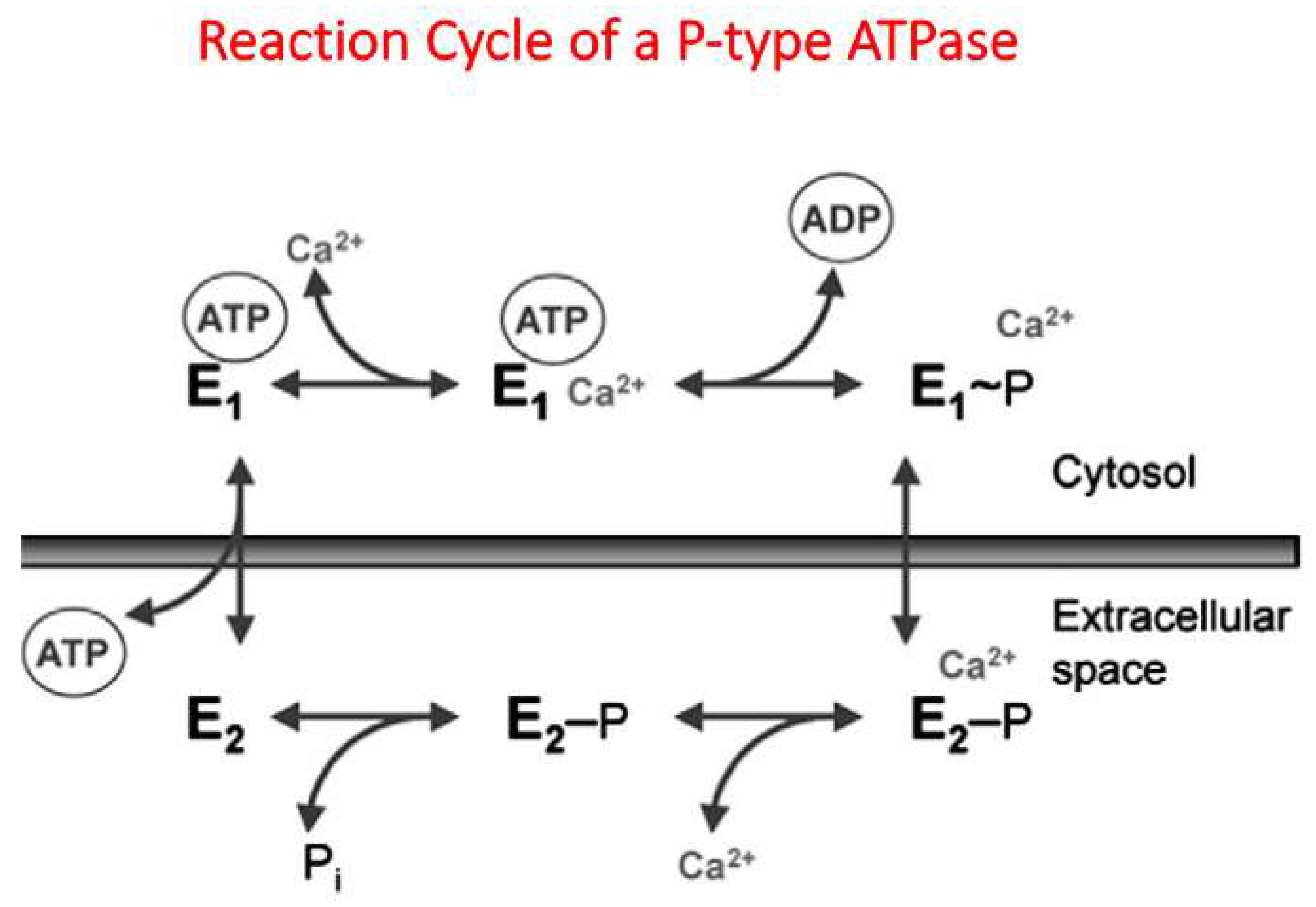 Ijms 23 01027 g002 550
