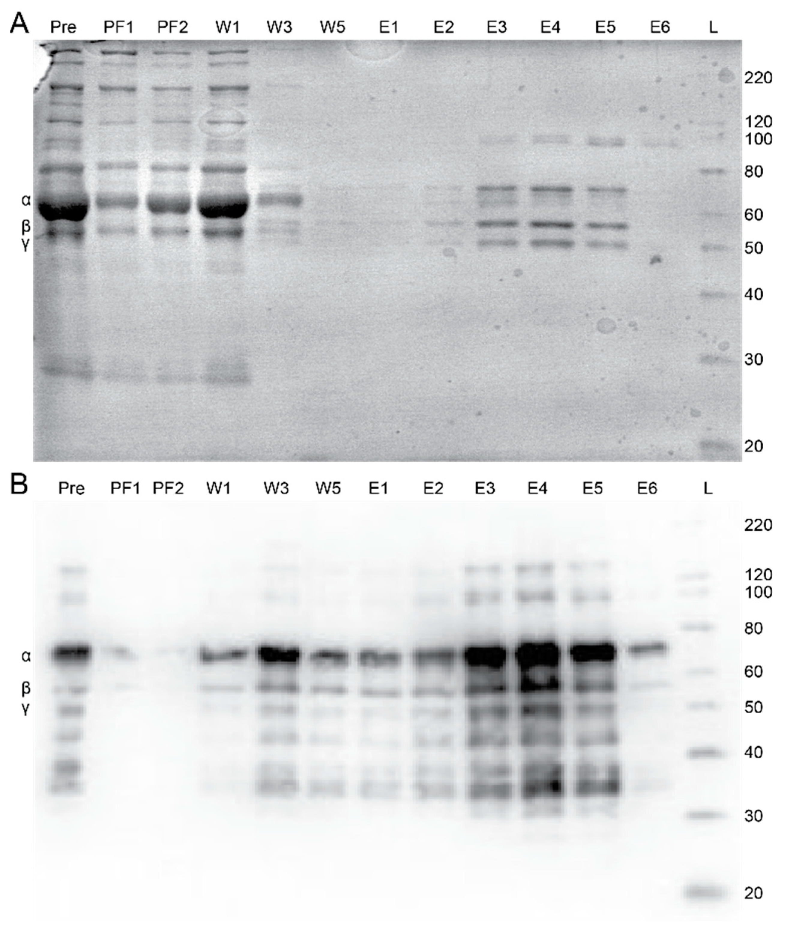 Ijms 23 01054 g004 Ijms 23 01054 g004