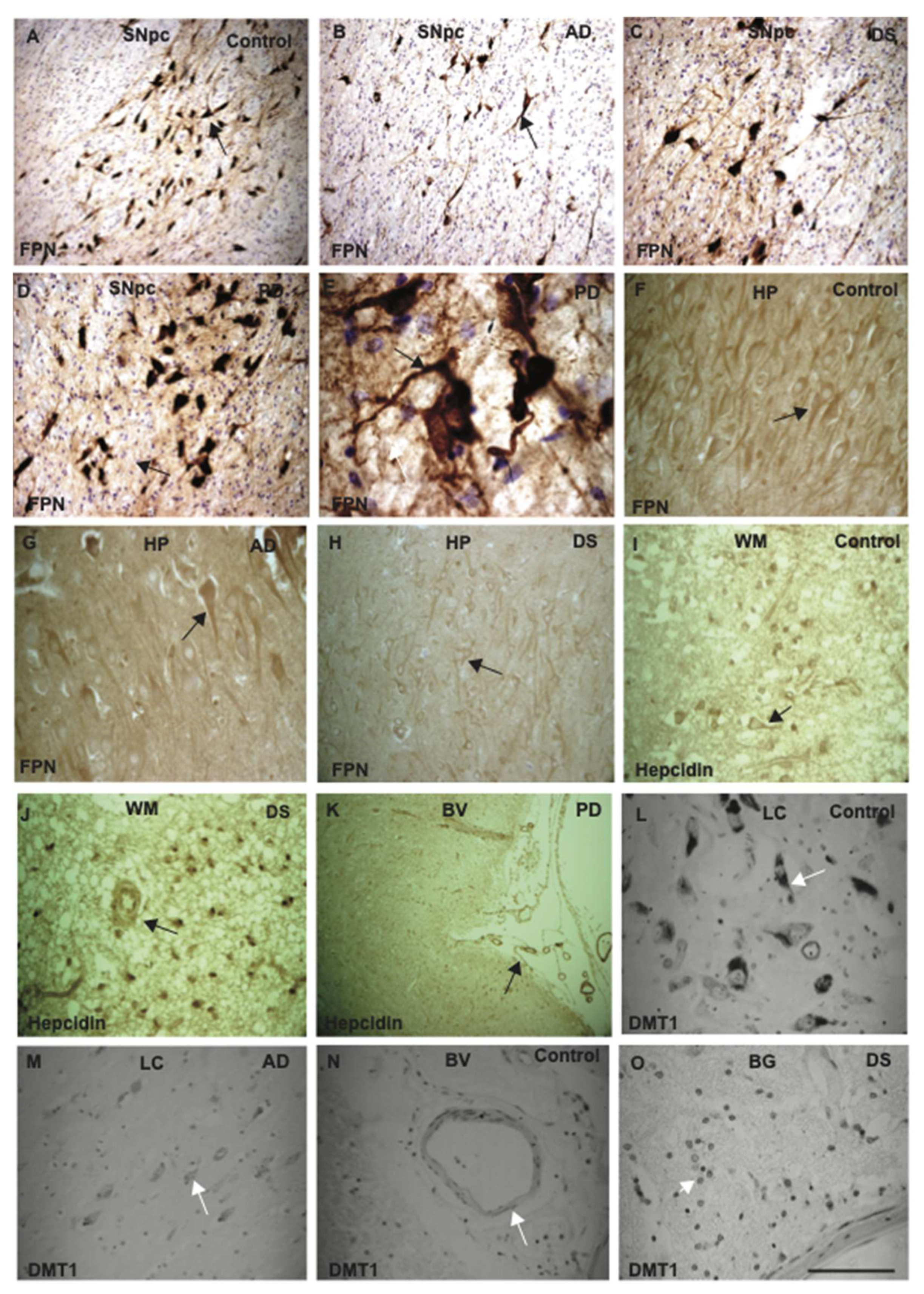 Ijms 23 01060 g005 Ijms 23 01060 g005