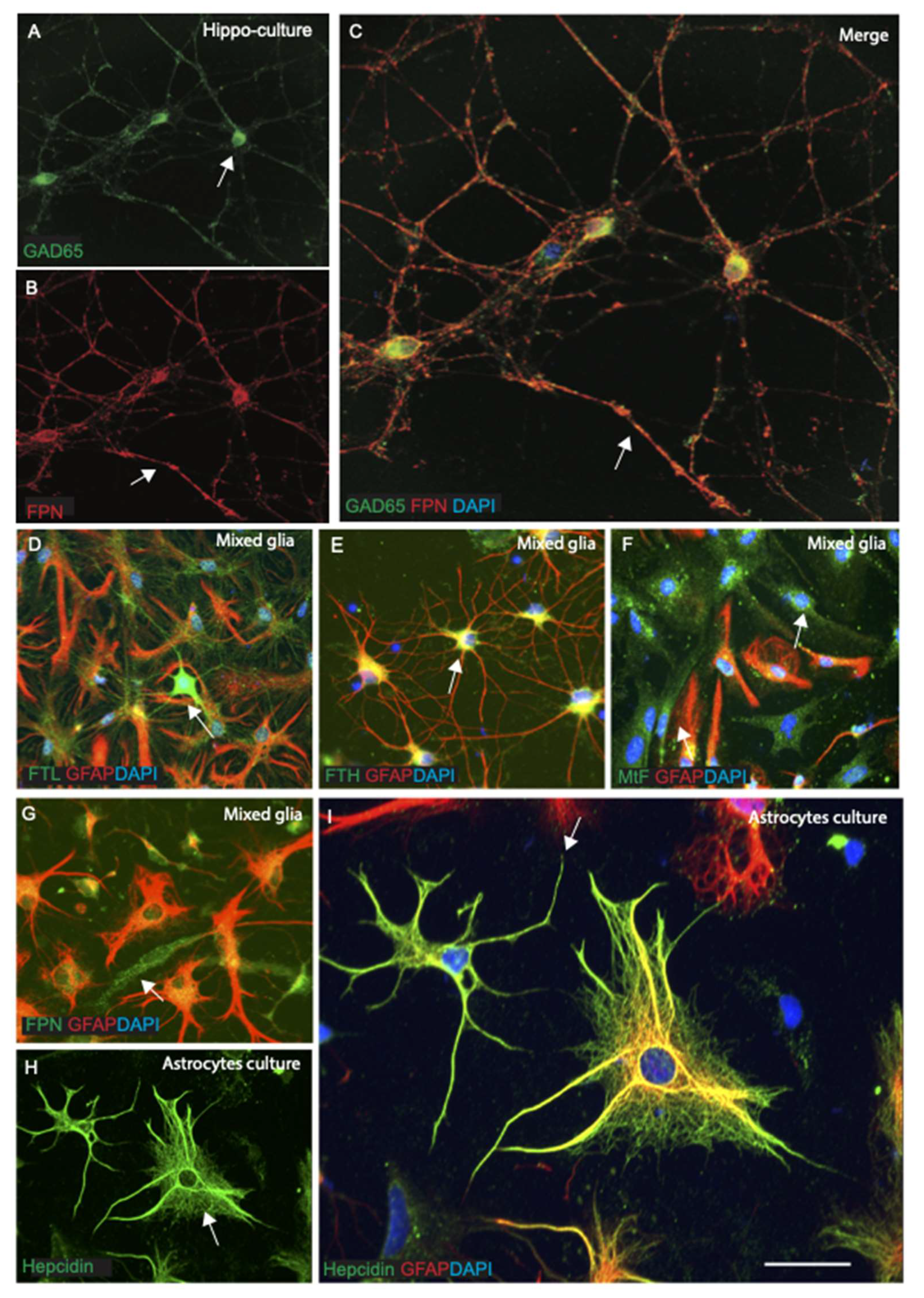 Ijms 23 01060 g008 Ijms 23 01060 g008
