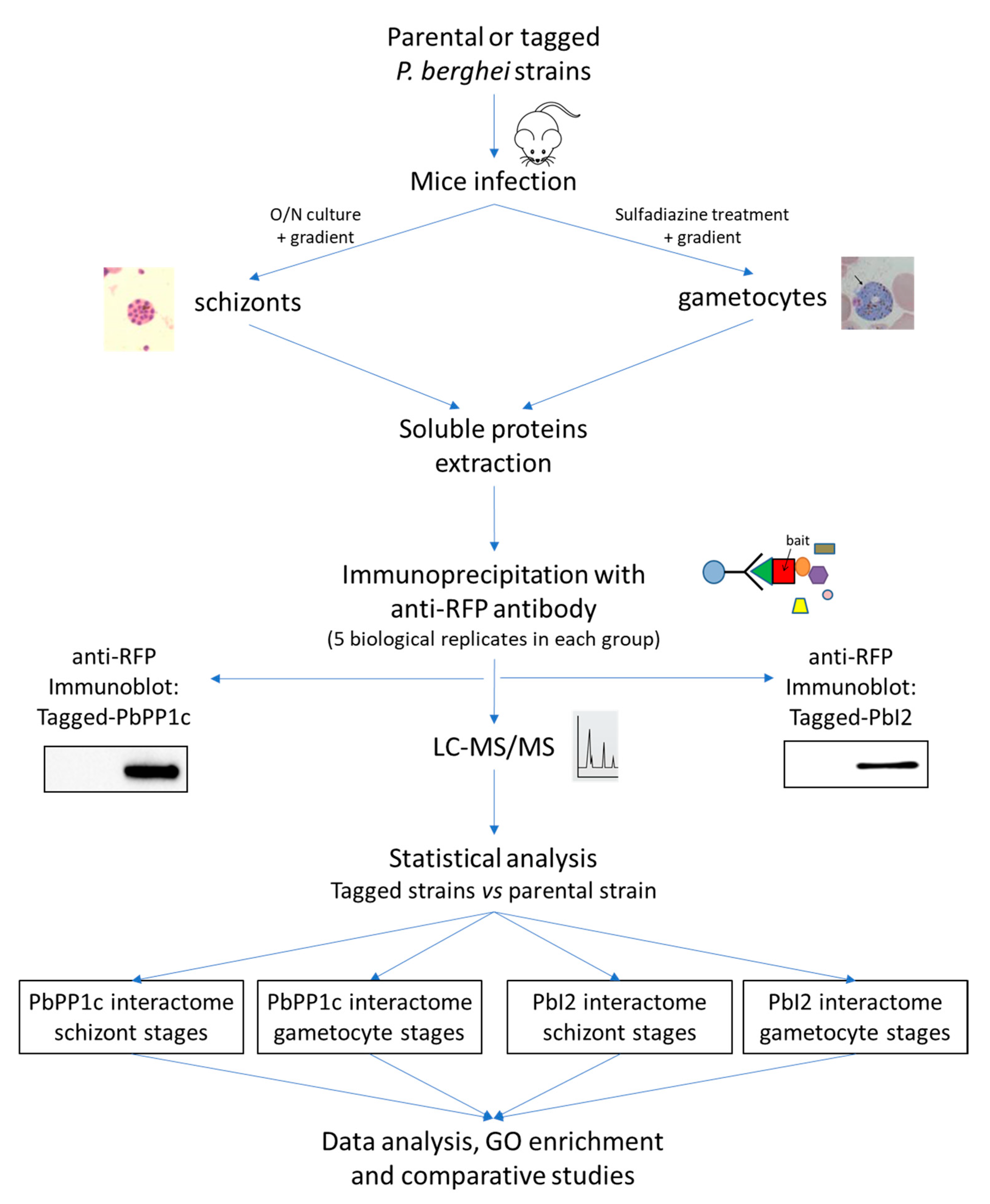 Ijms 23 01069 g001 550