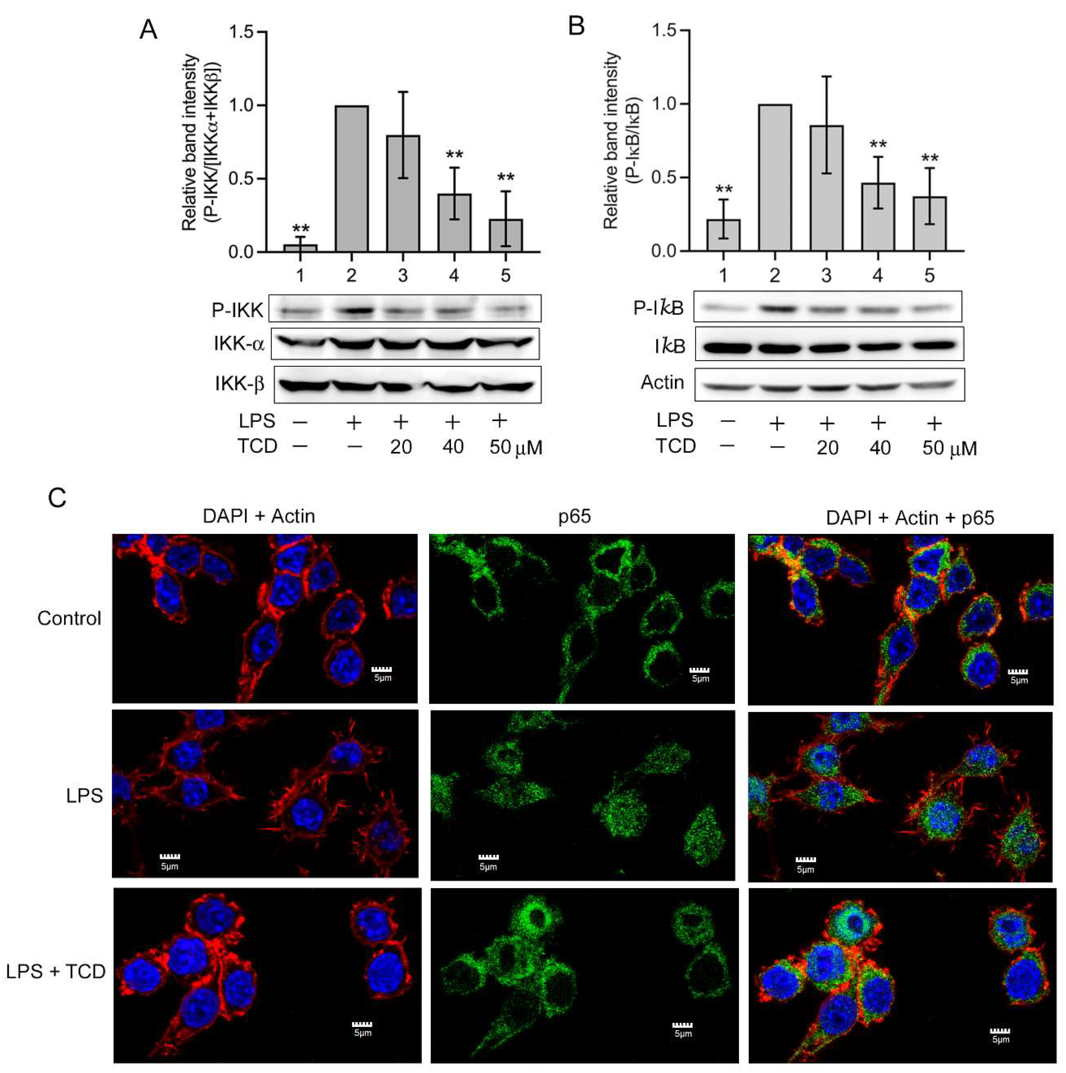 Ijms 23 01071 g007 550