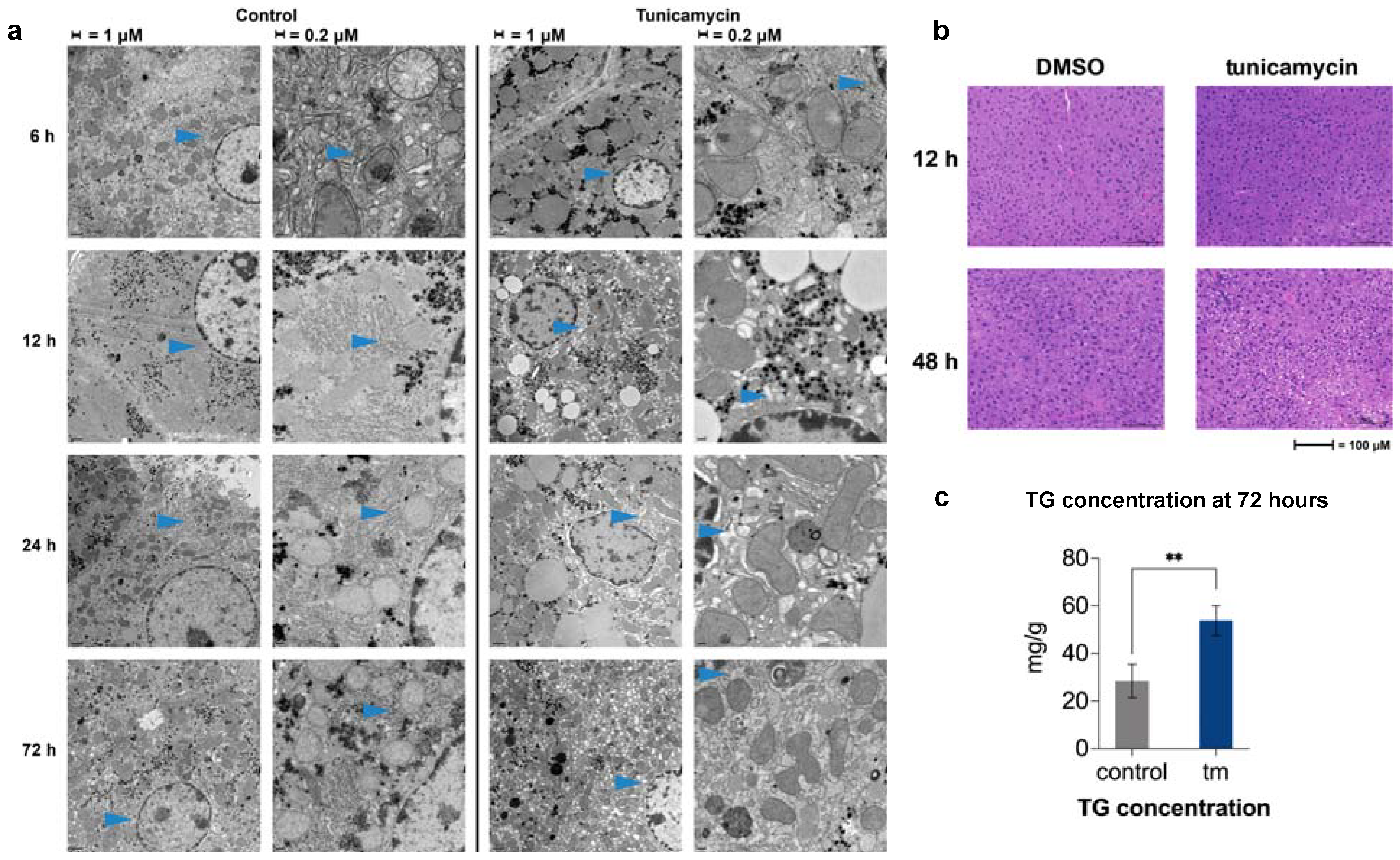 Ijms 23 01073 g003 550