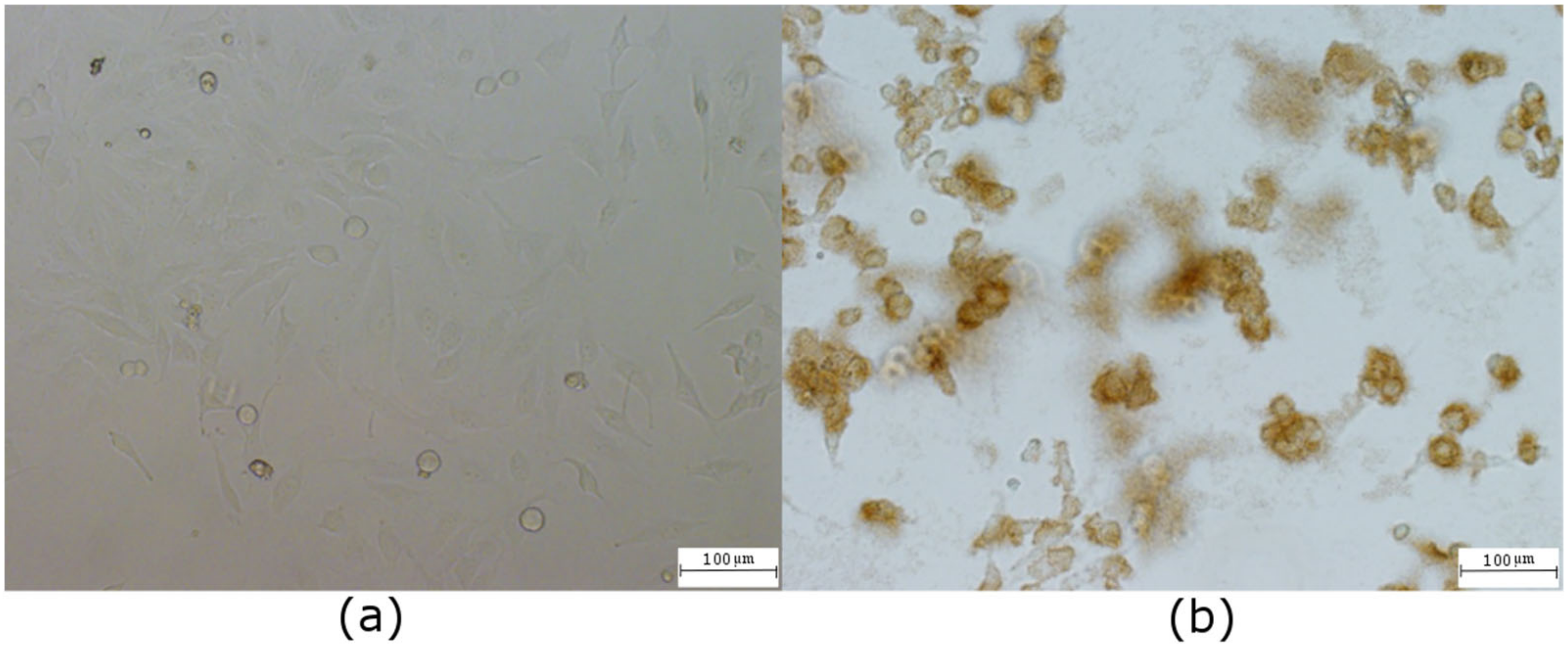 Ijms 23 01077 g007 Ijms 23 01077 g007