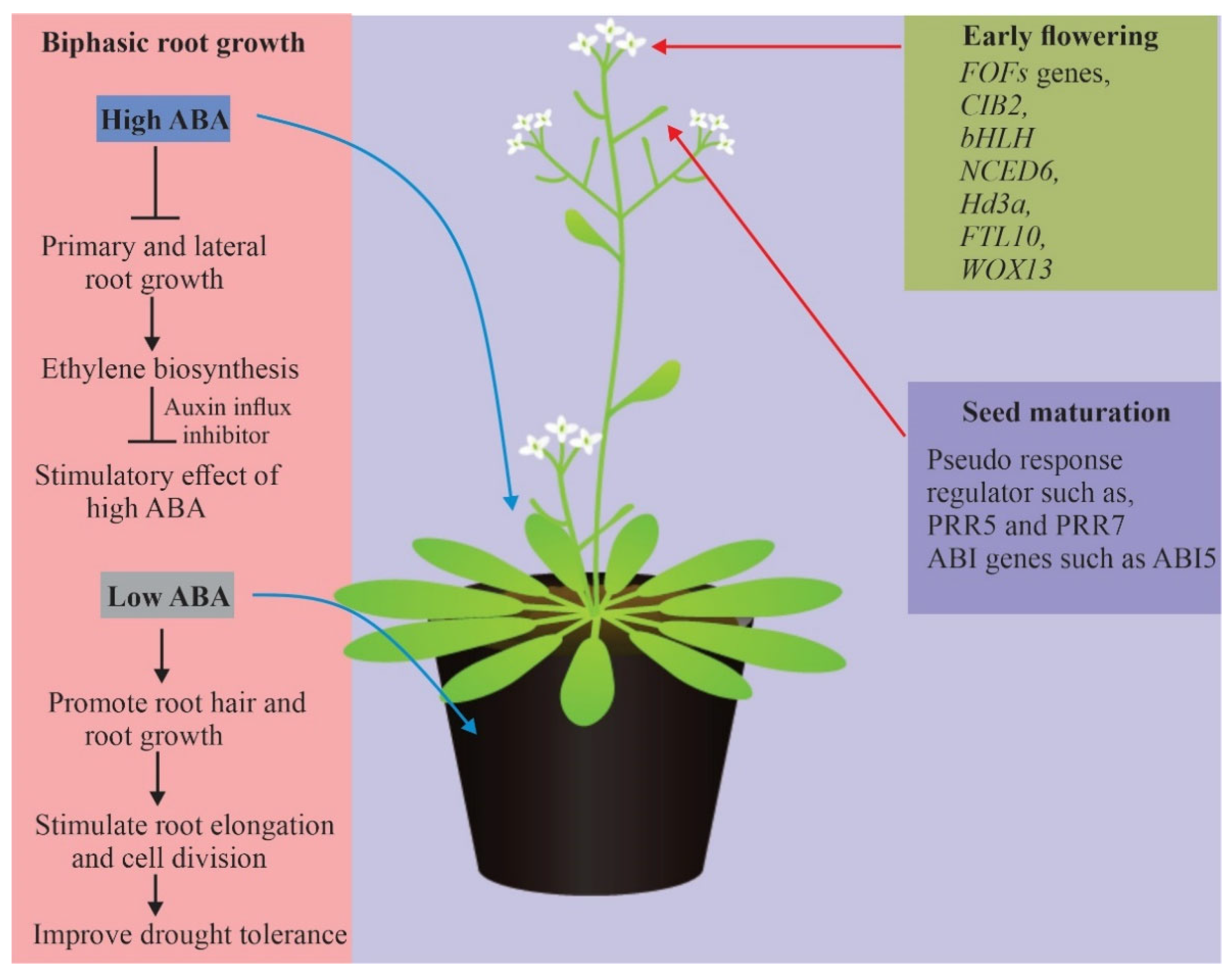 IJMS Free Full-Text | Mechanisms of Acid-Mediated Drought Stress Responses