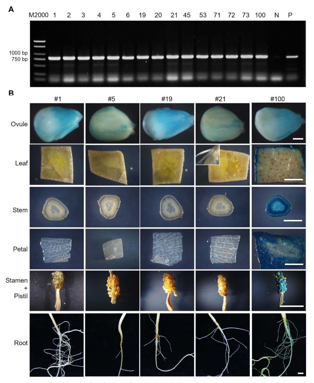 Ijms 23 01087 g002 550