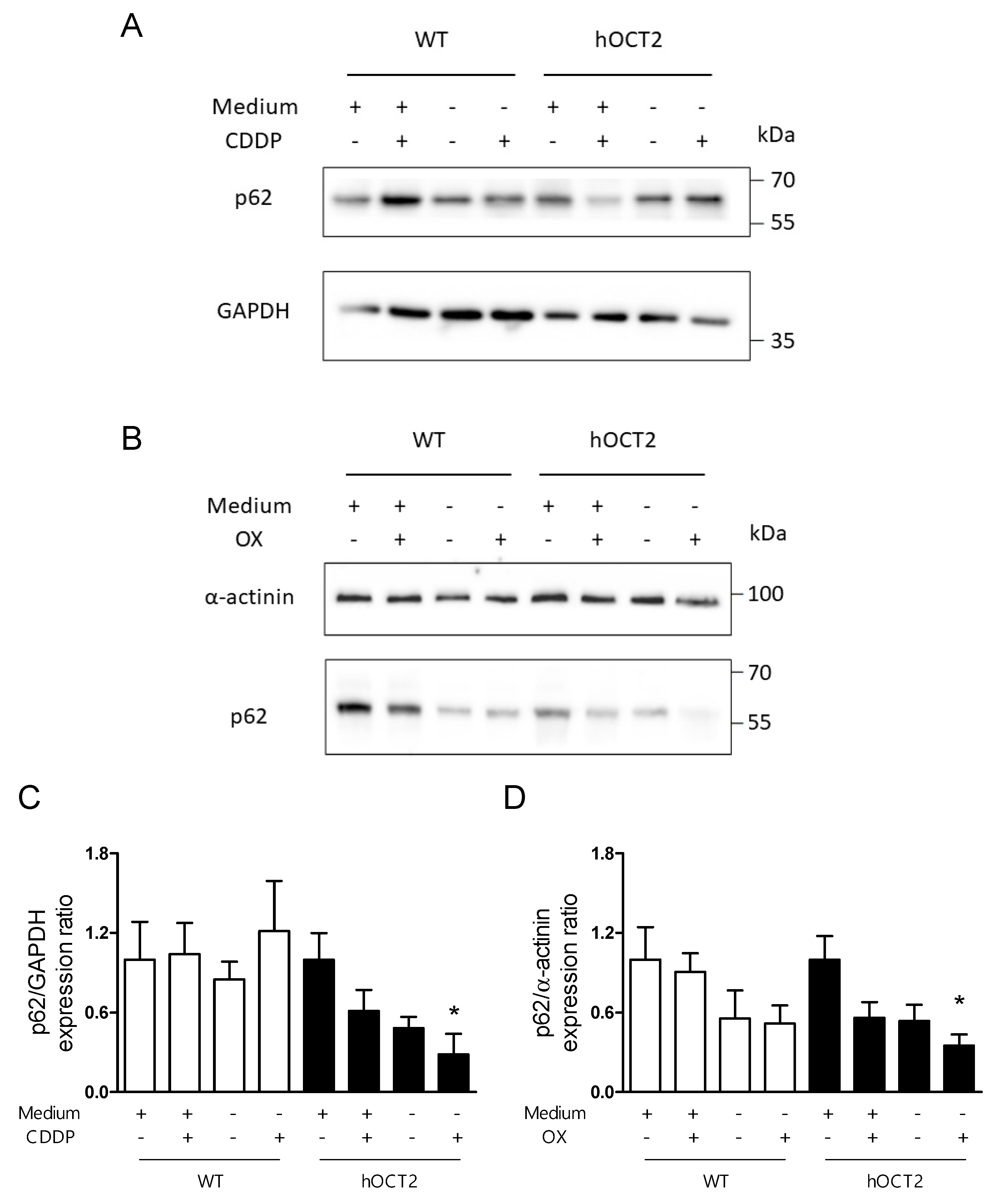 Ijms 23 01090 g002 550