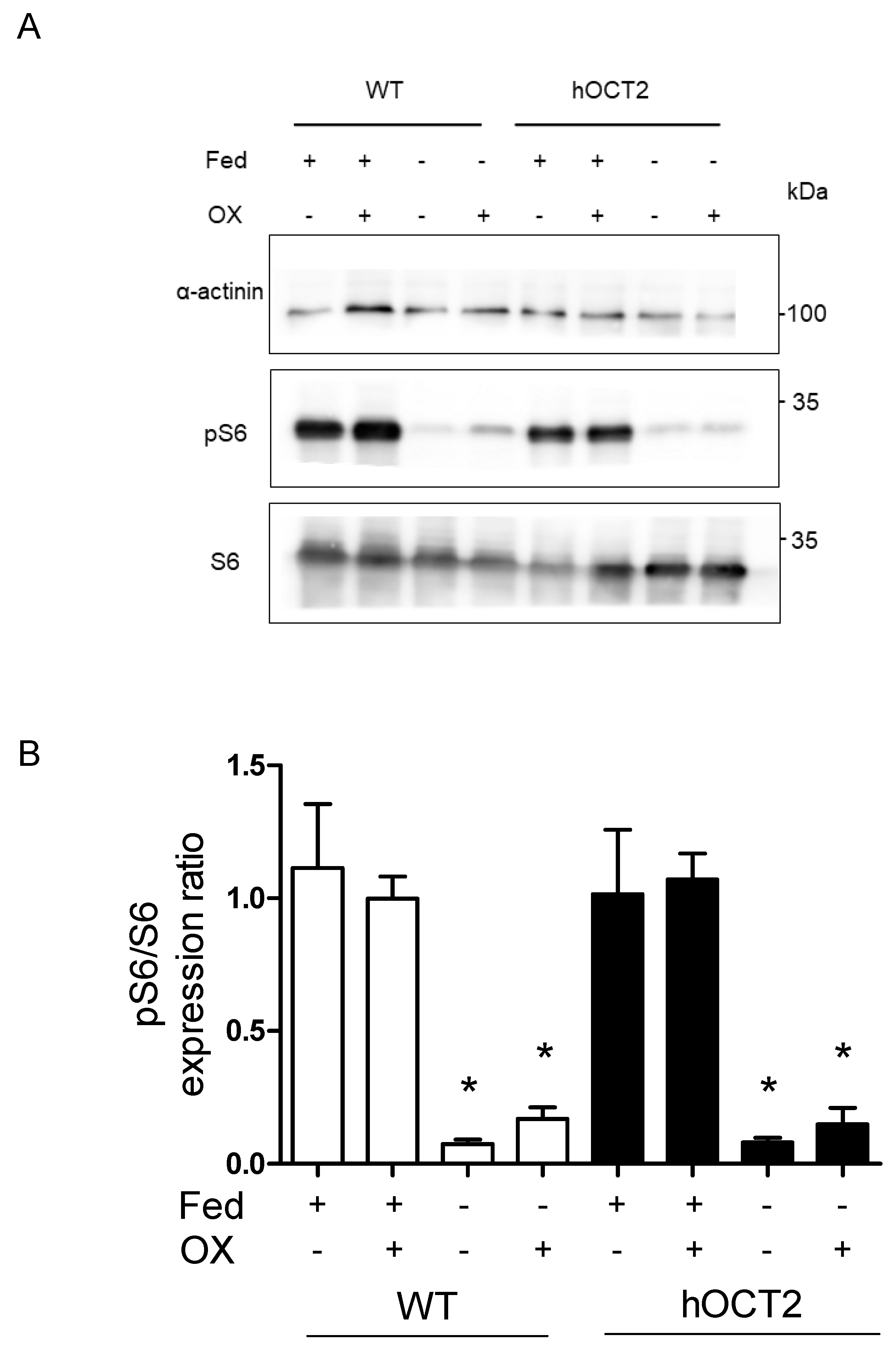 Ijms 23 01090 g005 550