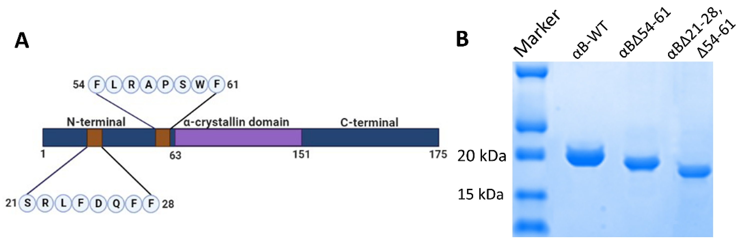 Ijms 23 01099 g001 Ijms 23 01099 g001