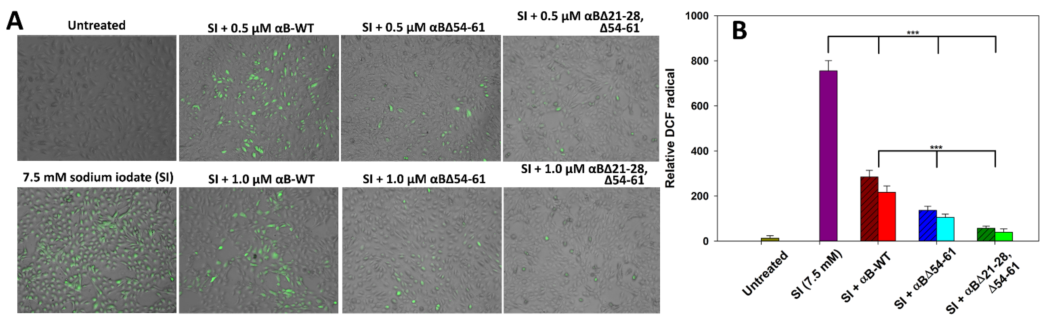Ijms 23 01099 g009 Ijms 23 01099 g009