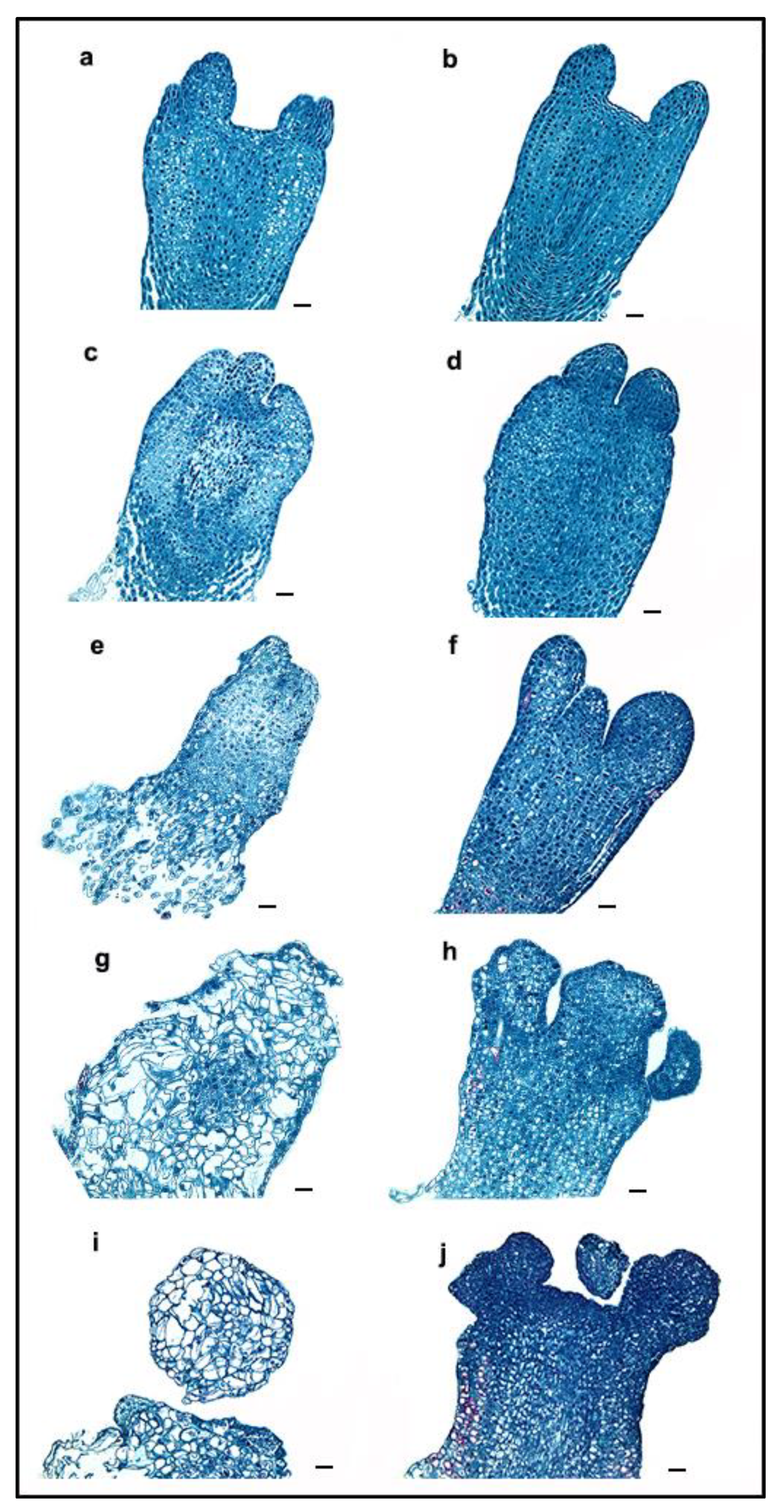 Ijms 23 01111 g002 550