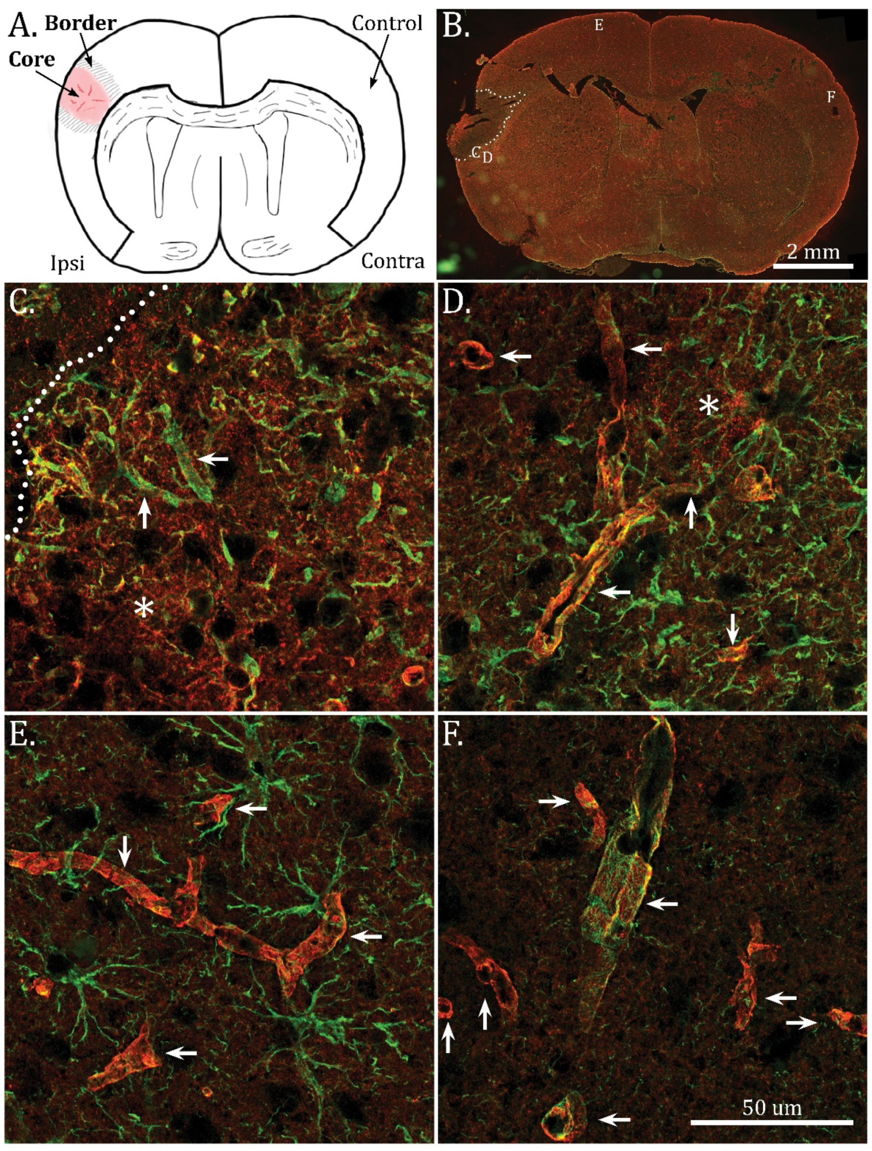 Ijms 23 01117 g001 550