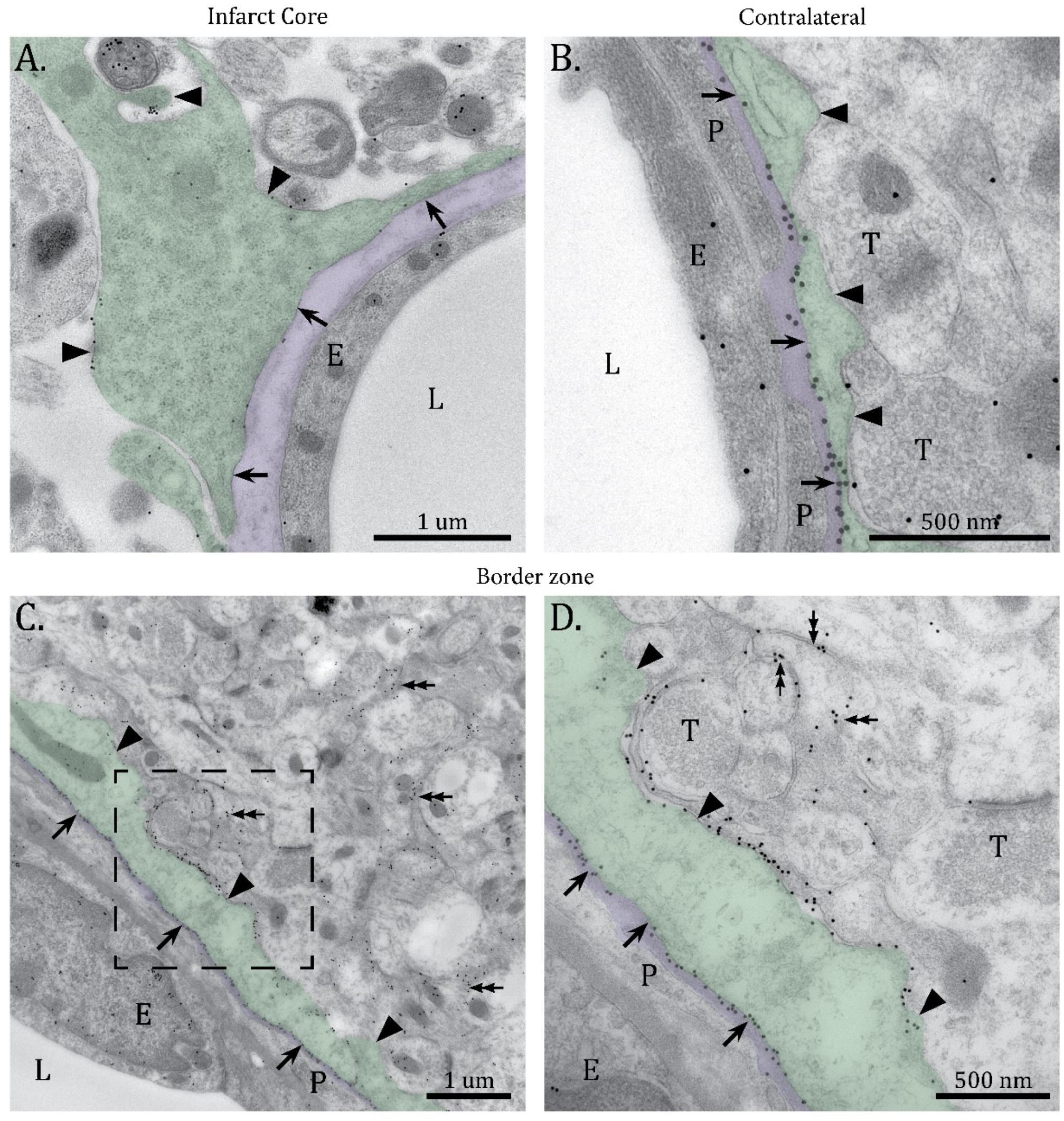 Ijms 23 01117 g002 550