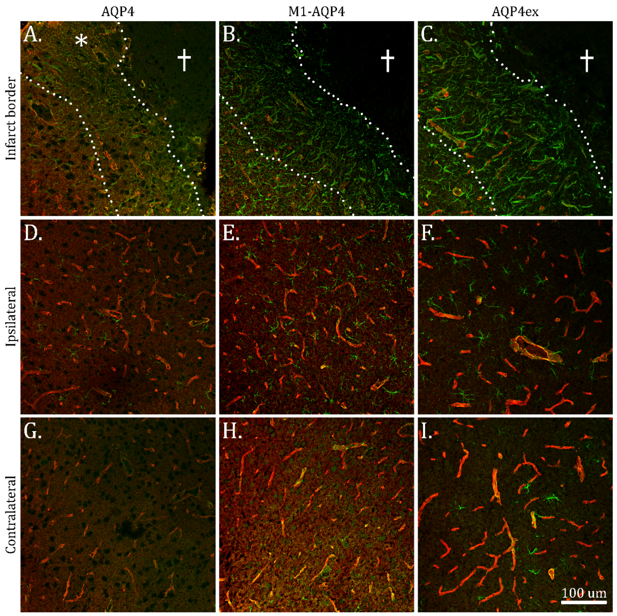 Ijms 23 01117 g004 550