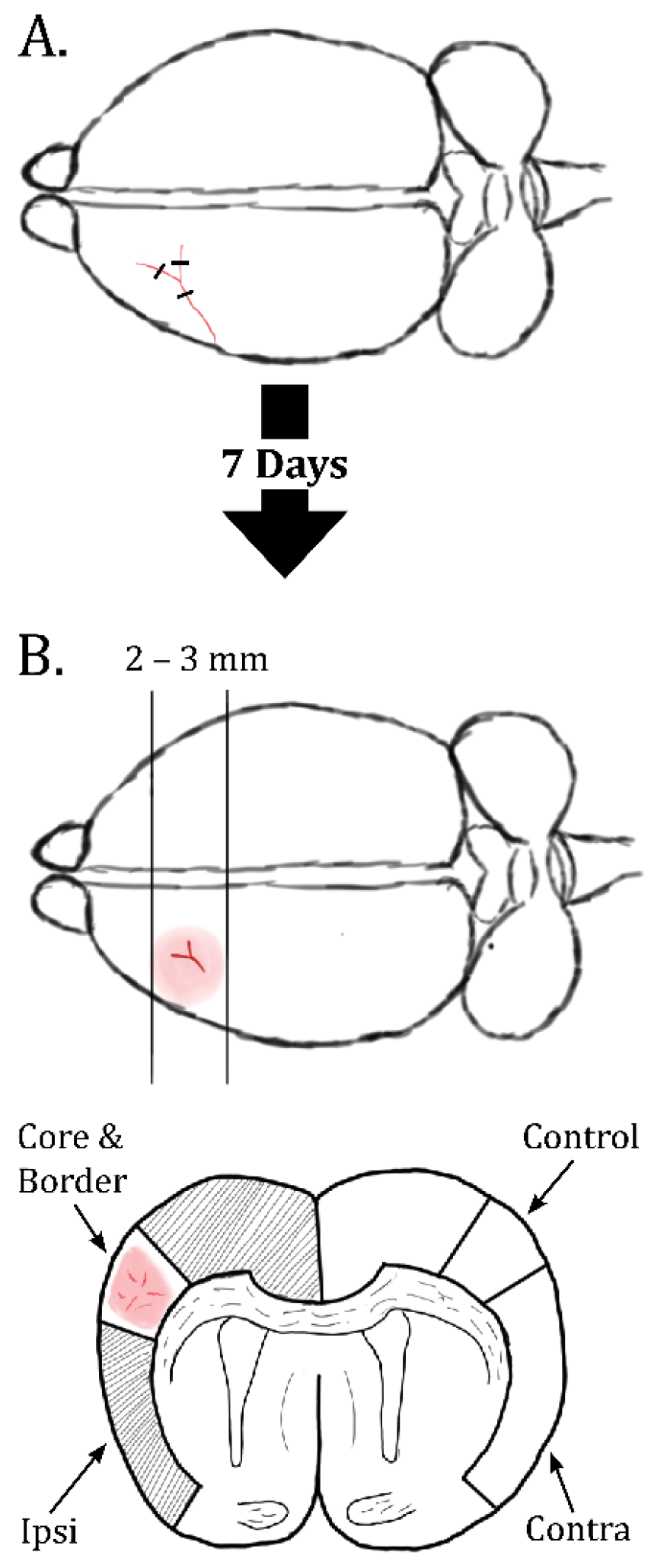 Ijms 23 01117 g006 550