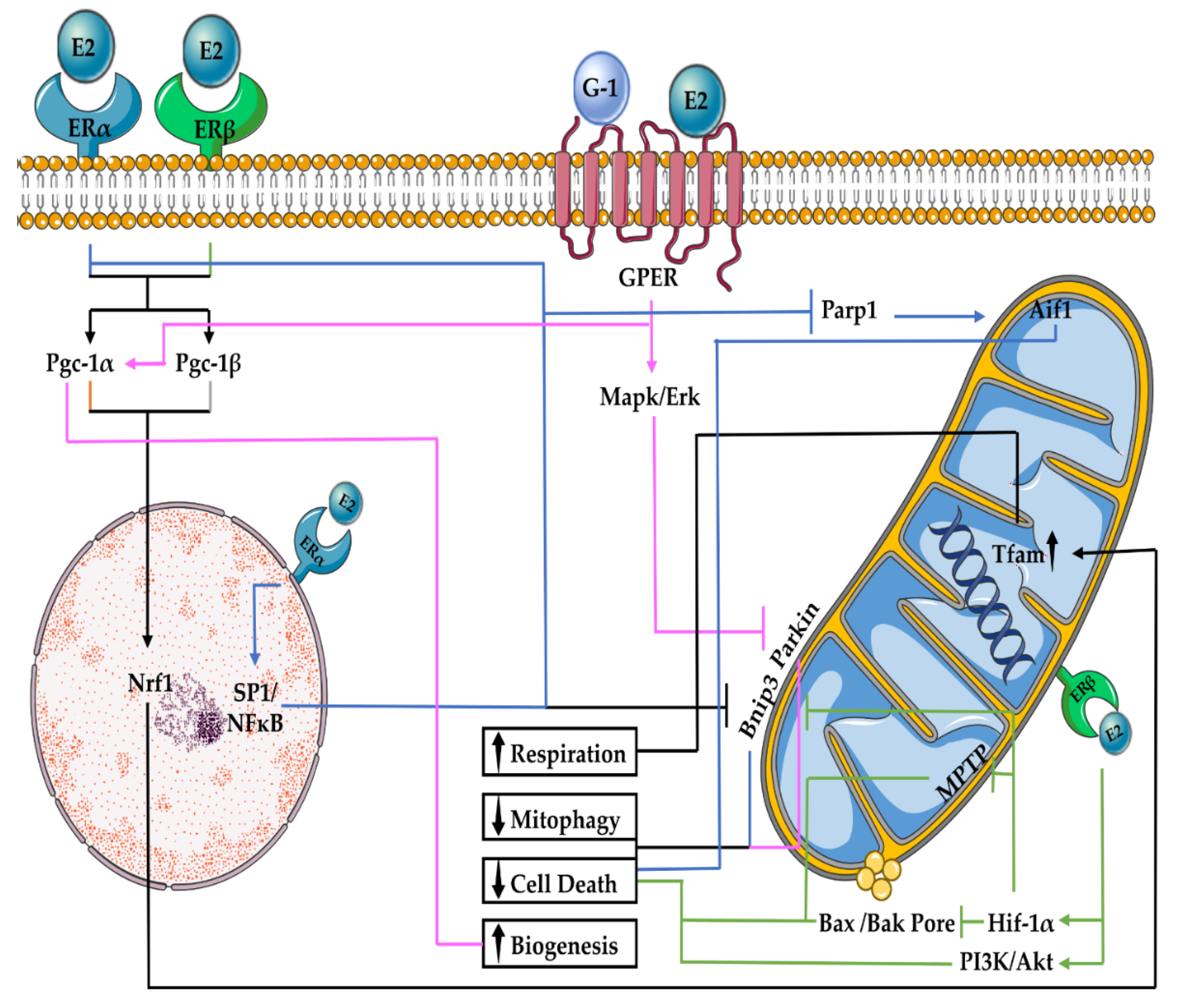 https://www.mdpi.com/ijms/ijms-23-01118/article_deploy/html/images/ijms-23-01118-g001.png