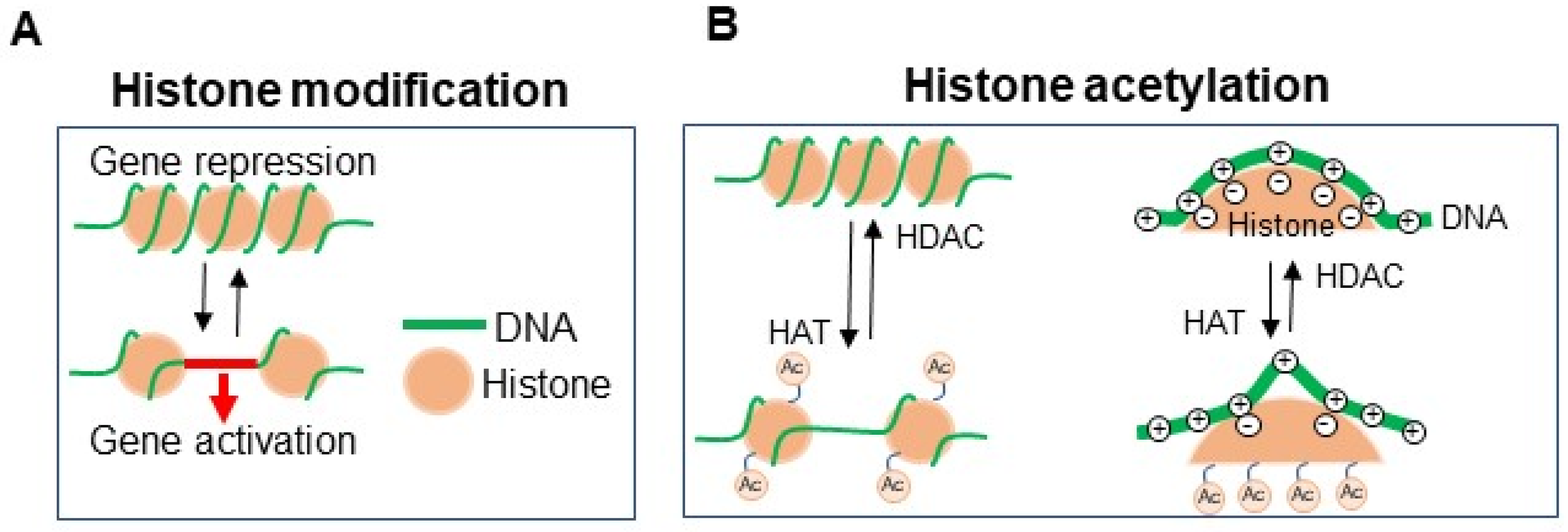 【返品不可】 Epigenetic Modification of PD-1/PD-L1-Mediated Cancer その他