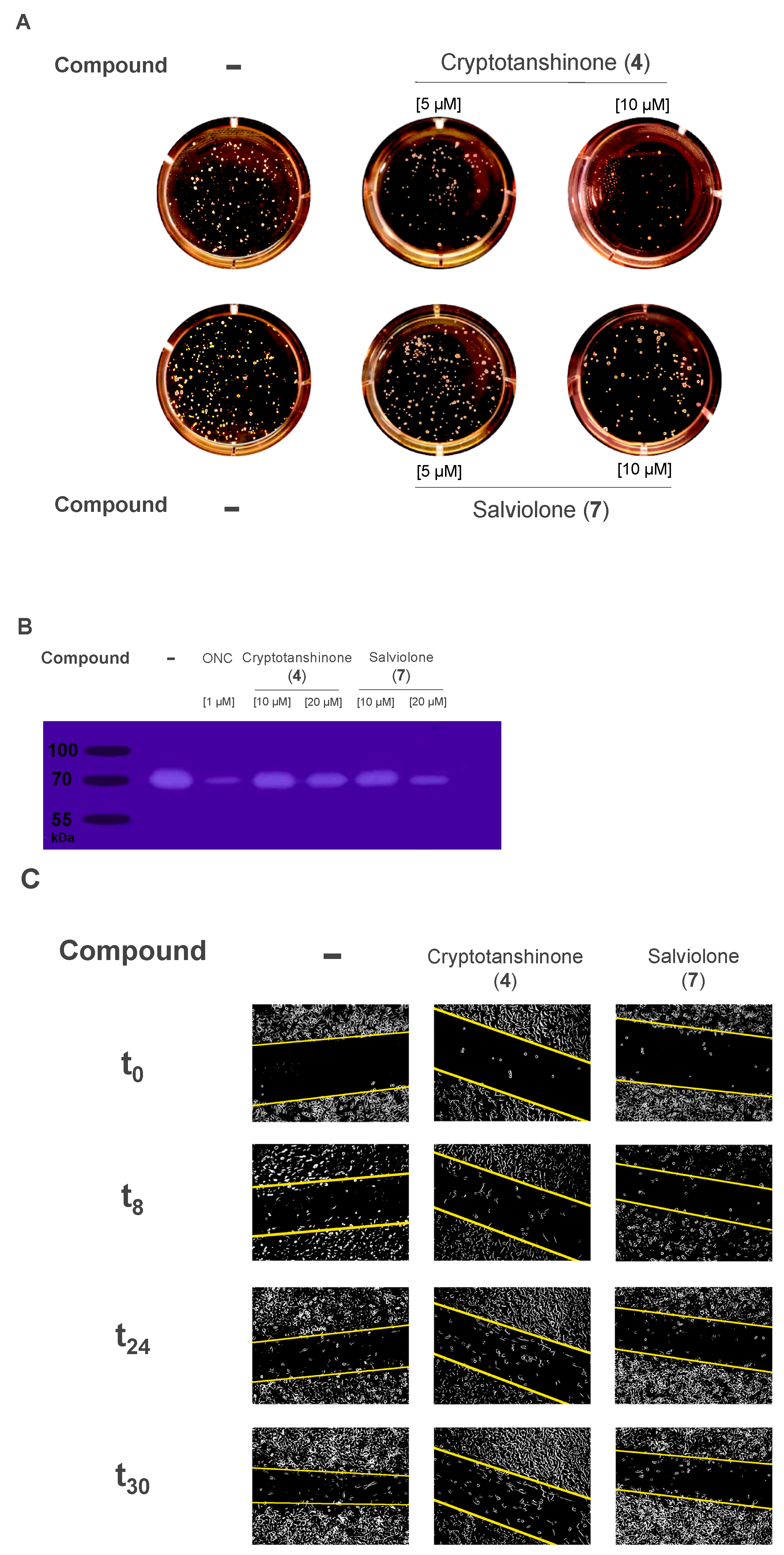 Ijms 23 01121 g006 550